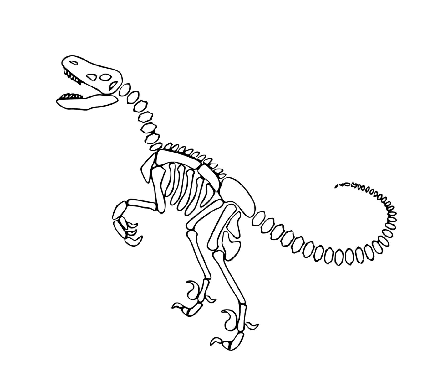  Dinosaurier, Skelett, mit Spiralknochen 