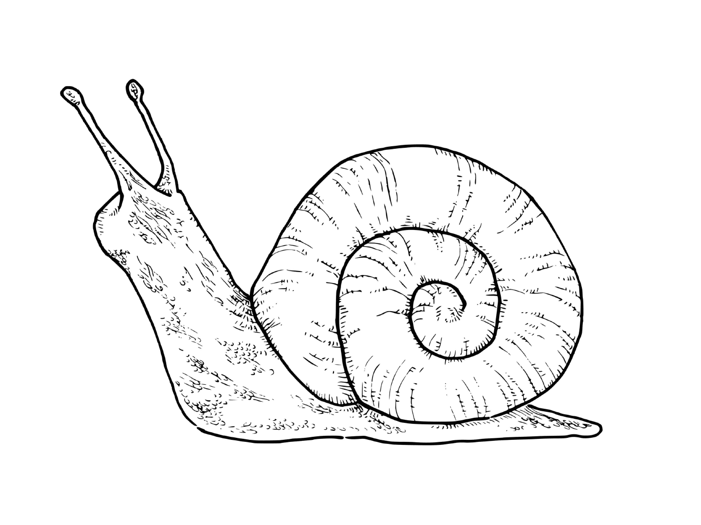  A quiet terrestrial snail on the ground 