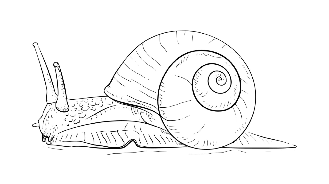  Sea snail with a moon-shaped shell 