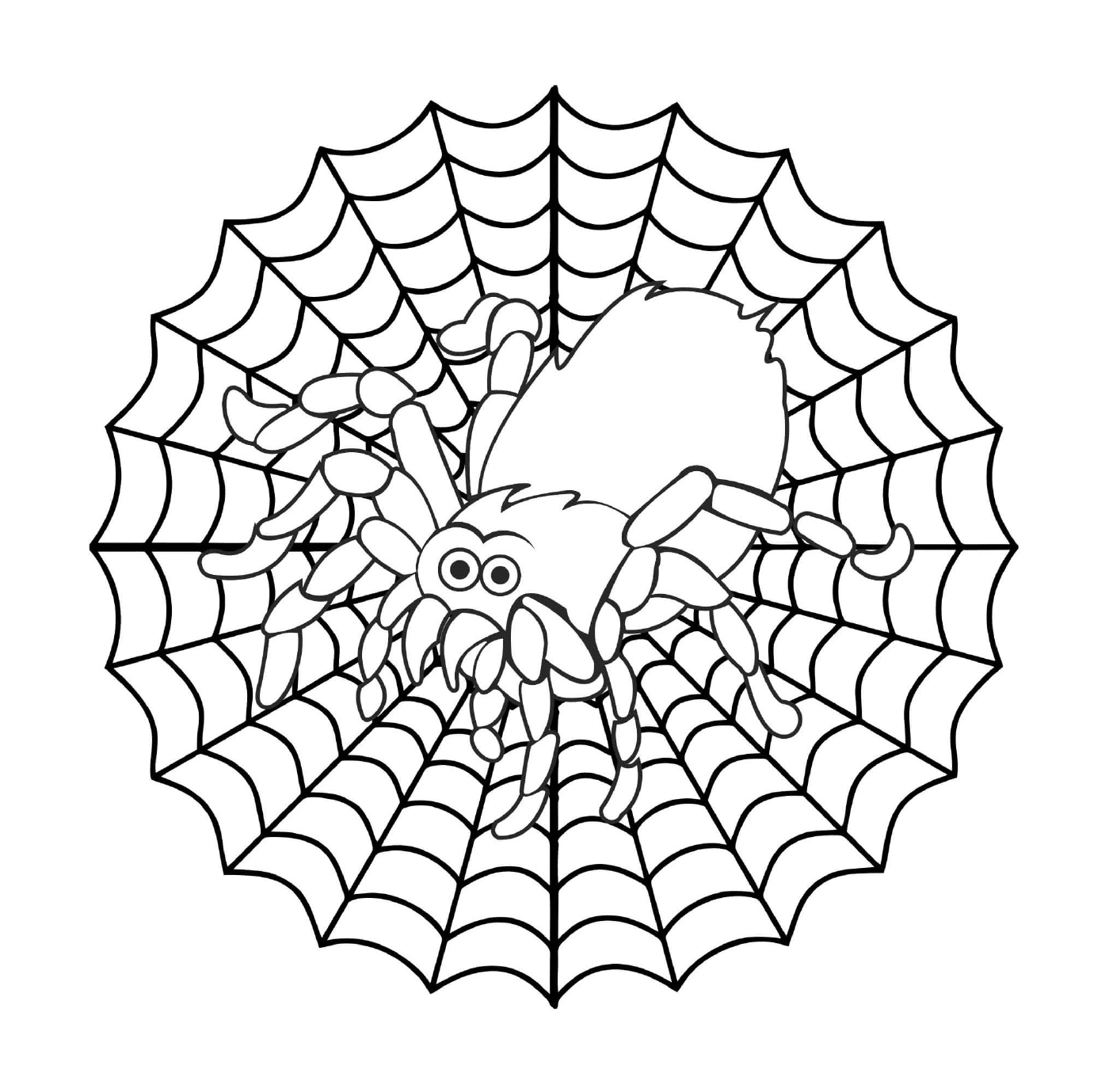  Eine Spinne auf einem Netz 