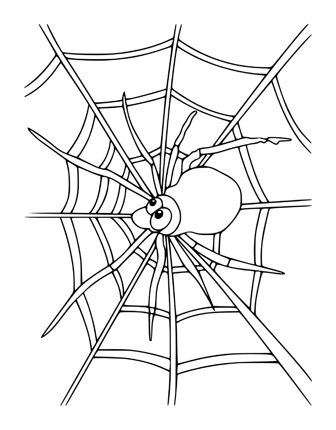 Eine Spinne 