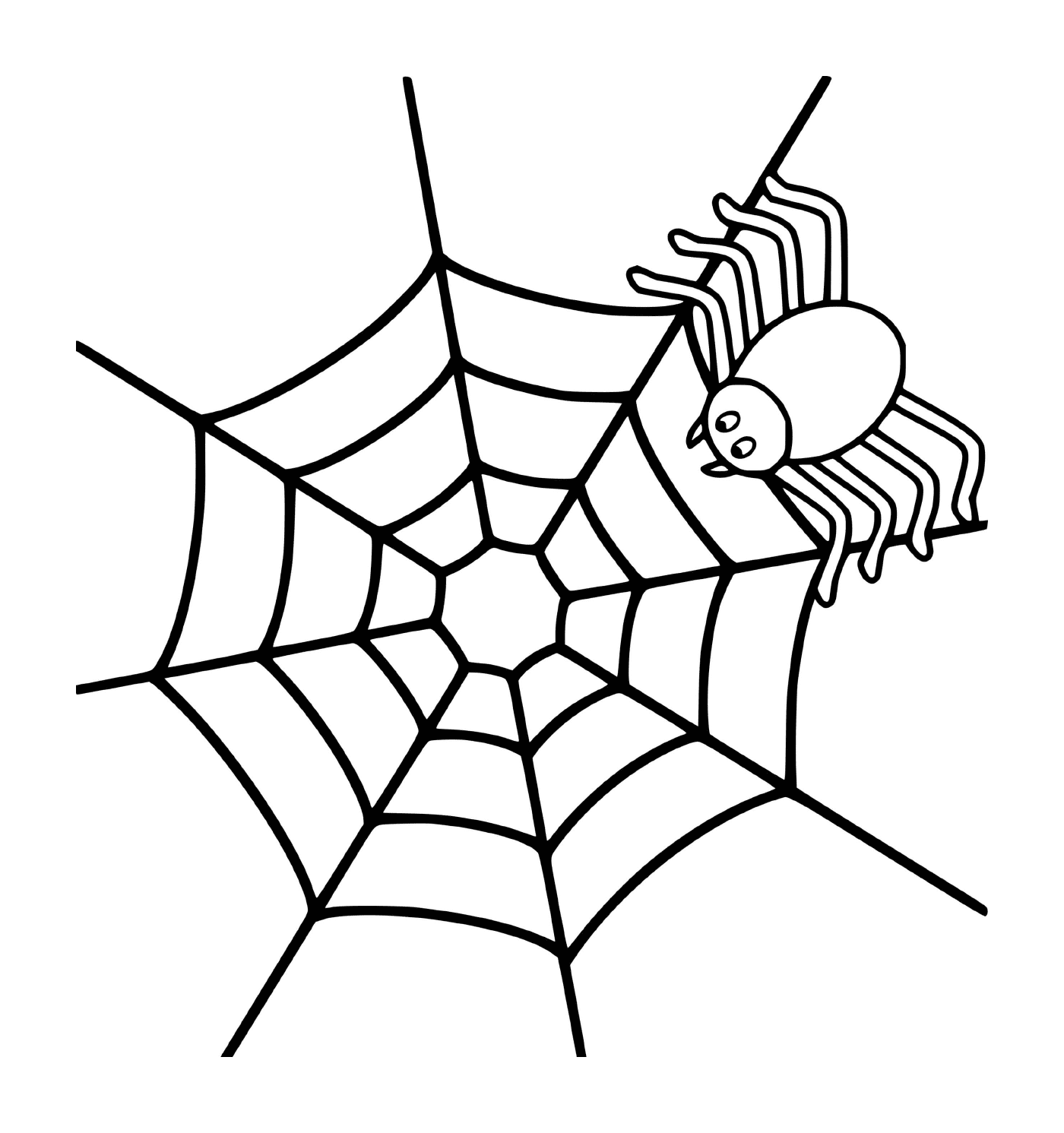  Eine einfache Spinne auf einem Netz 