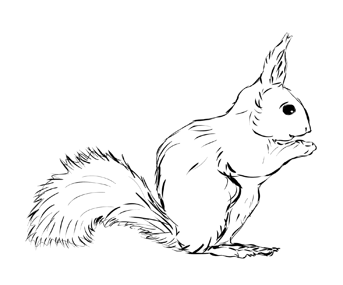  Realistic squirrel, little animal 