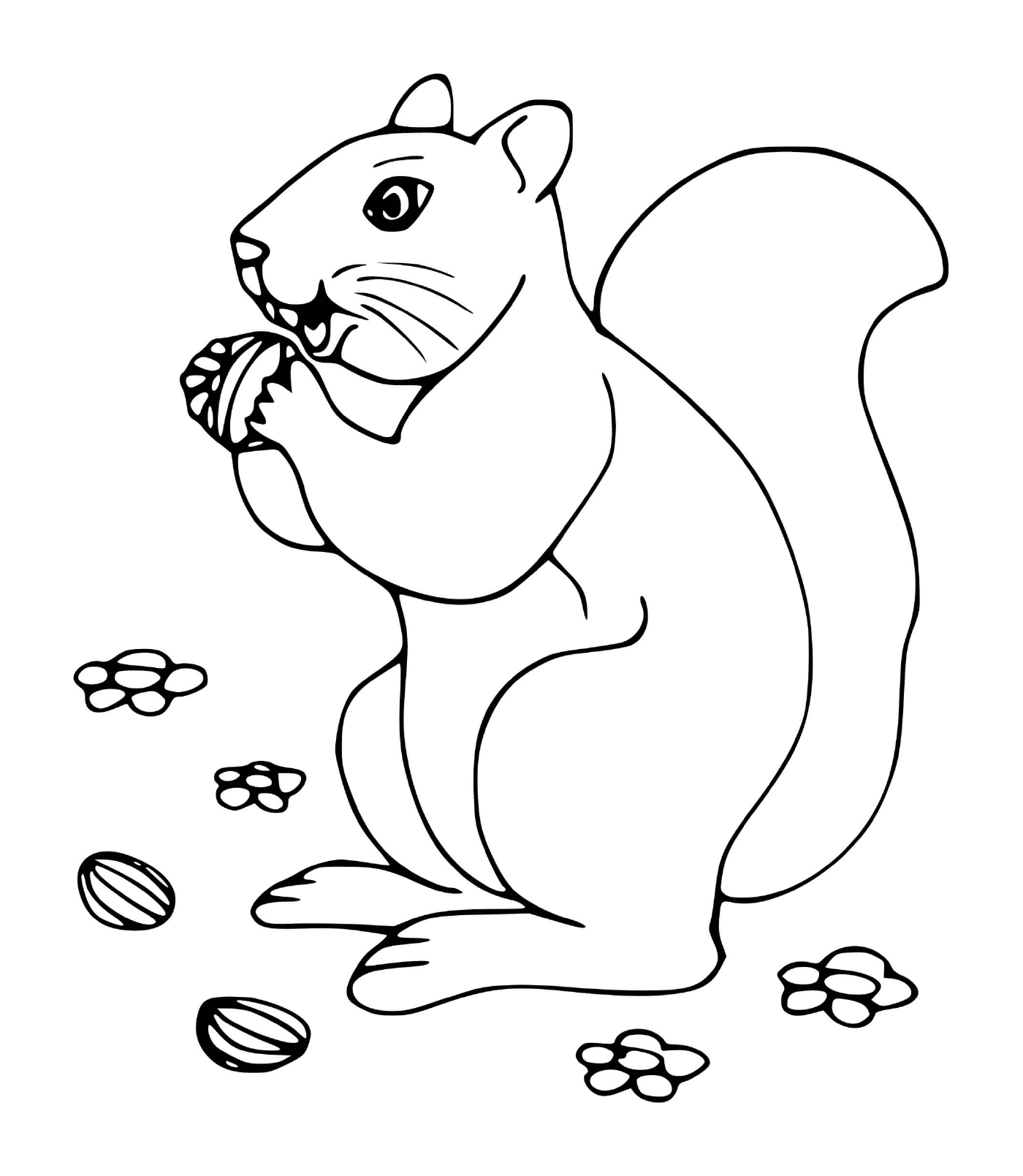  Das Eichhörnchen liebt Haselnüsse 
