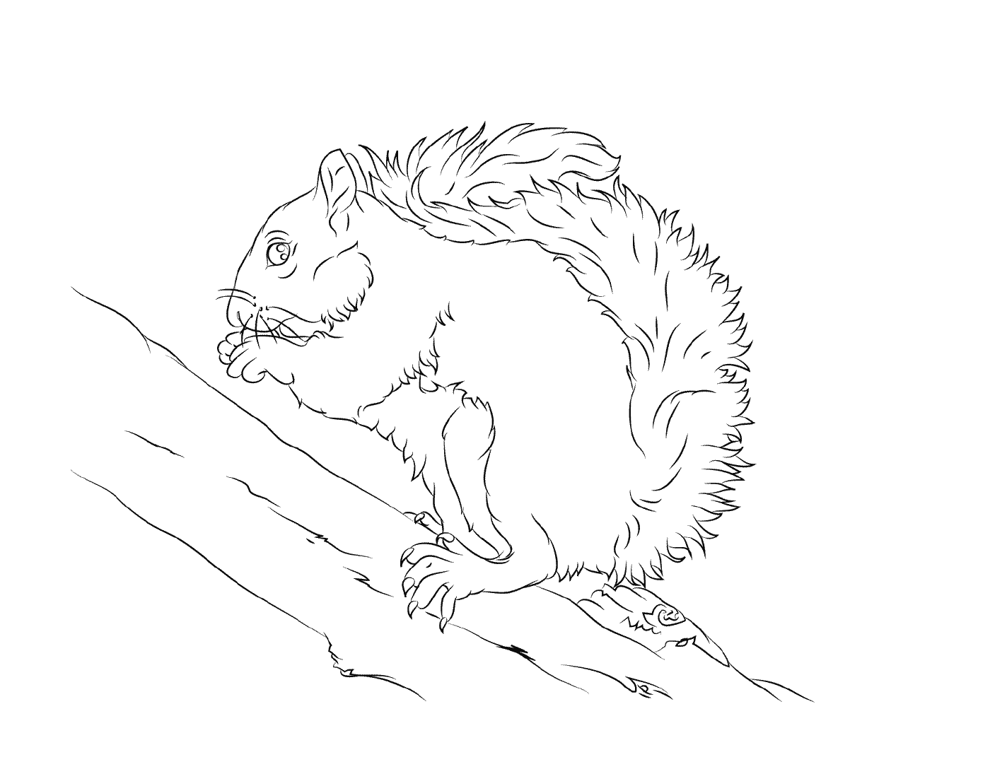  The grey squirrel eats a nut 