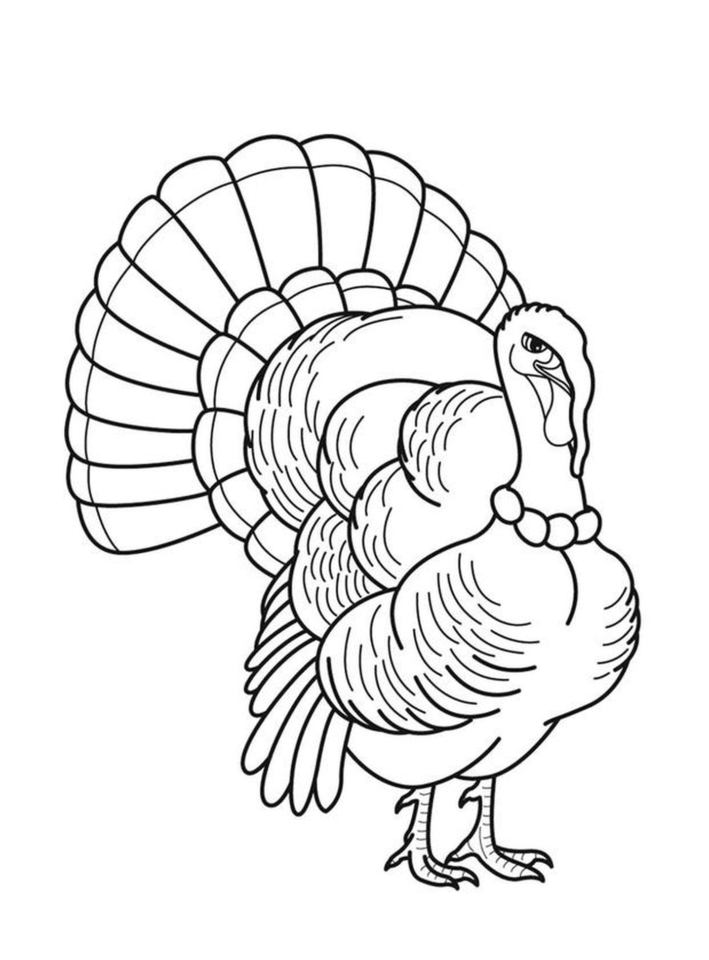  A turkey in black and white 
