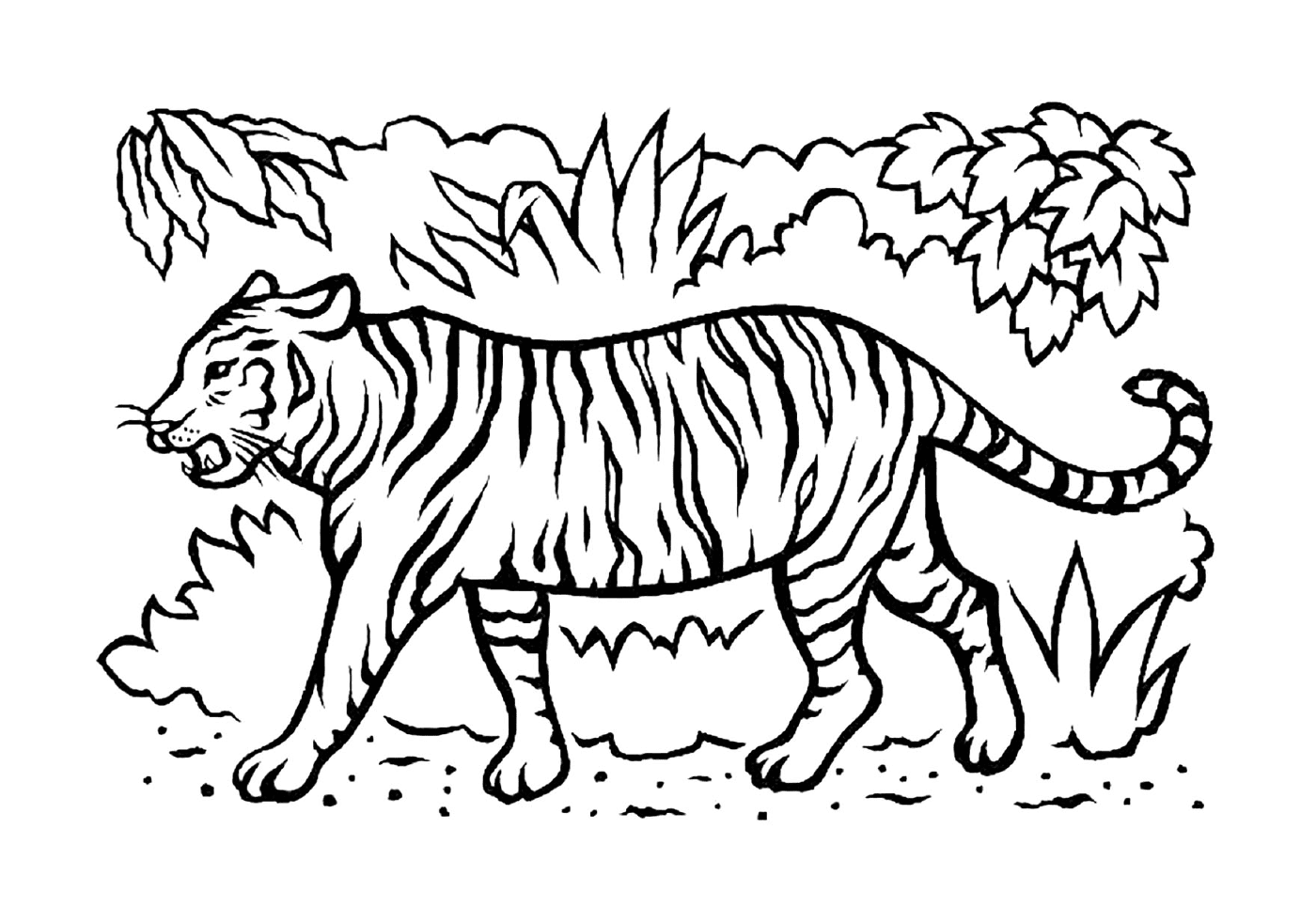  A beautiful tiger in the savannah 