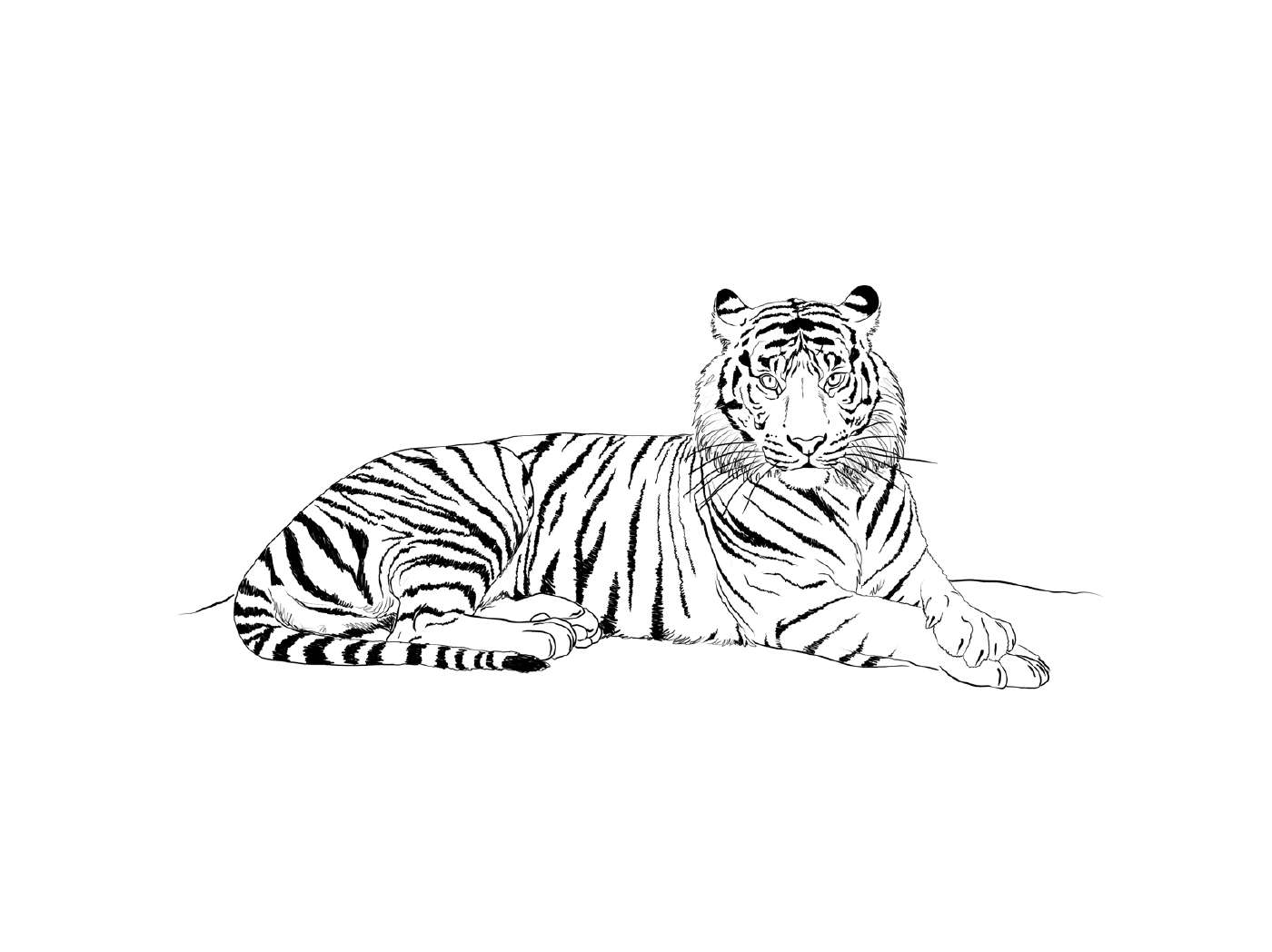  Una tigre di mammiferi realistica 