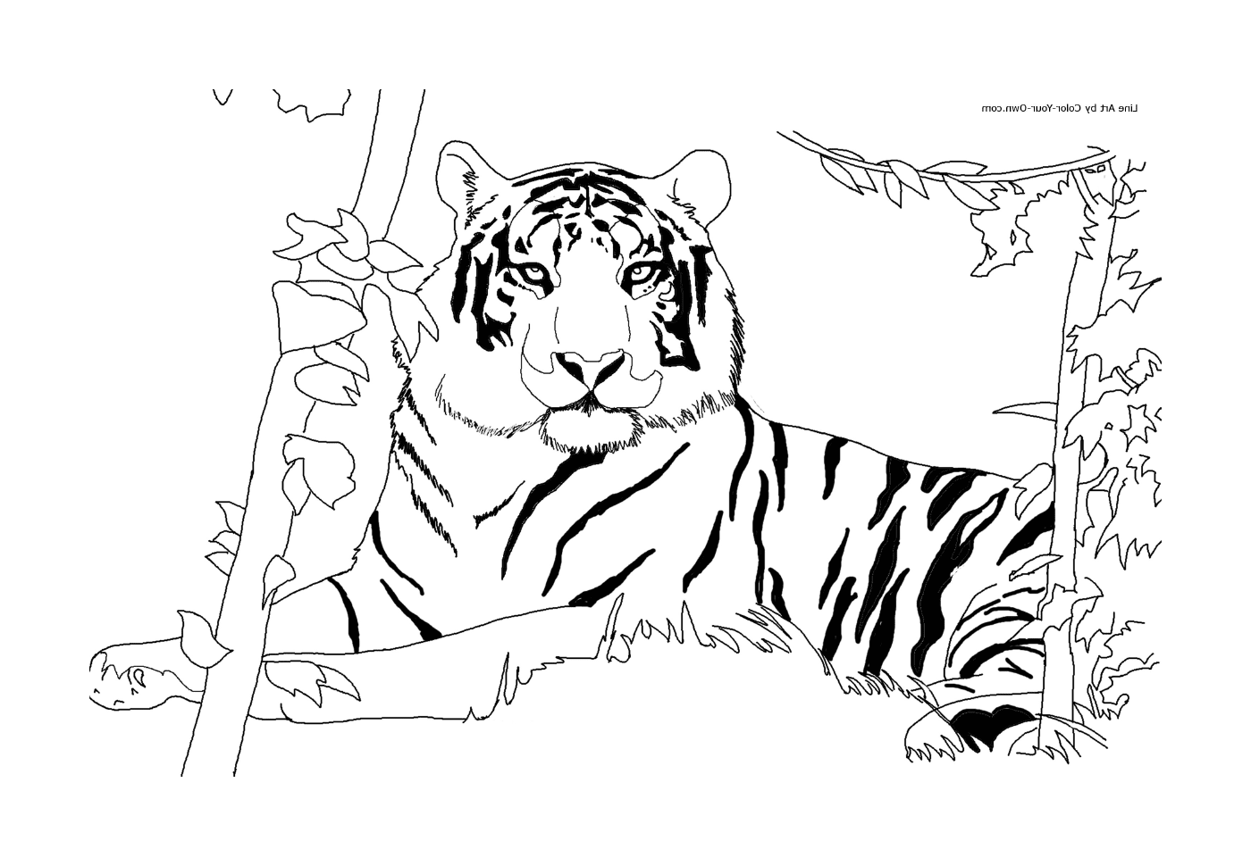  Un tigre africano en su hábitat 