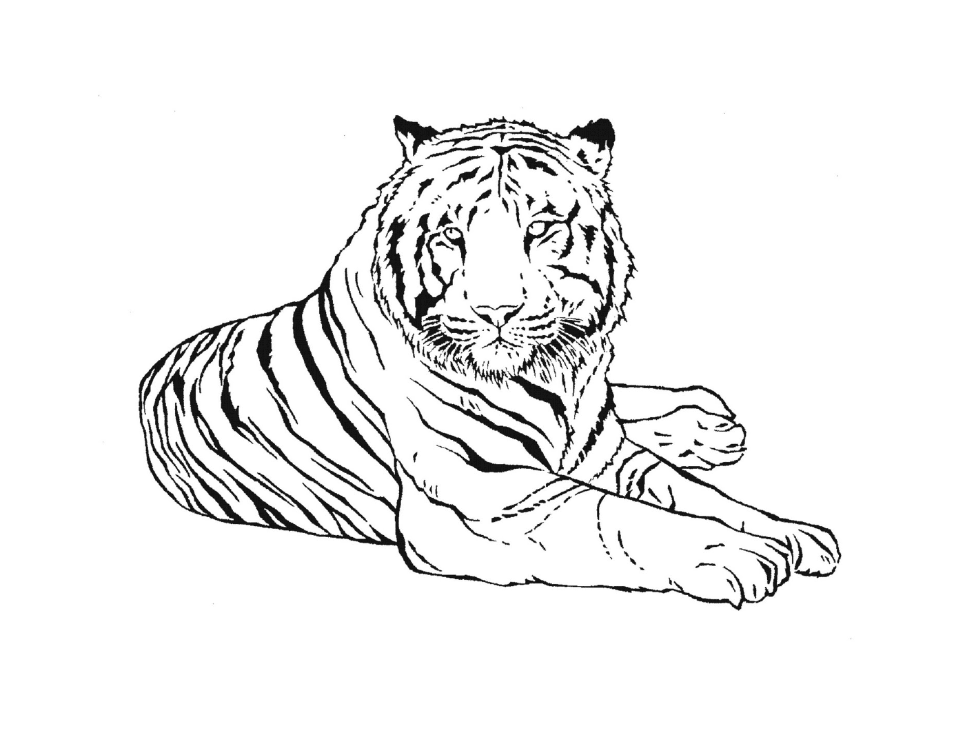  A tiger from the region of Buenos Aires 