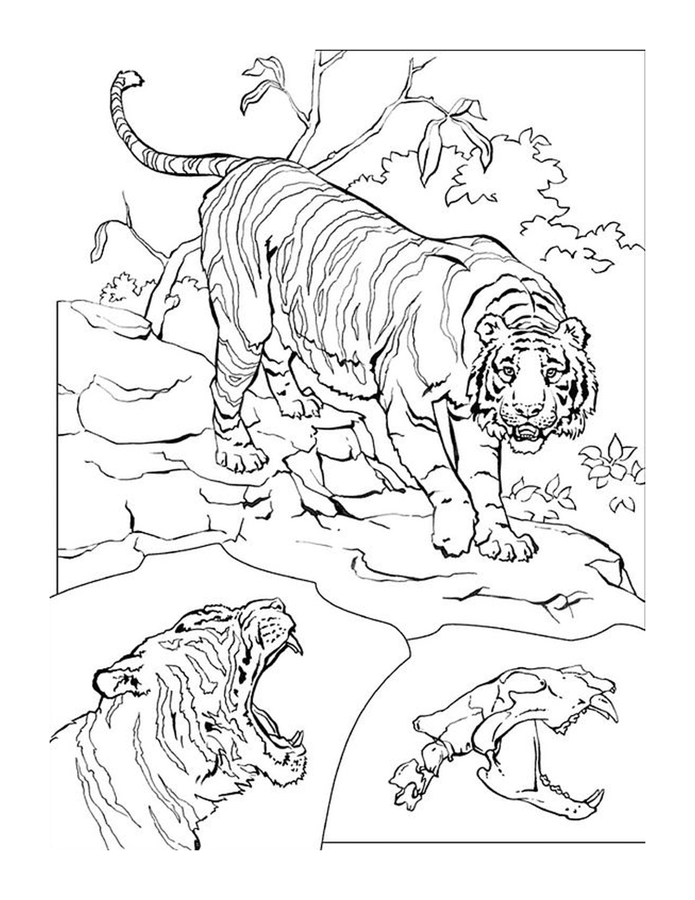  Una tigre maestosa 