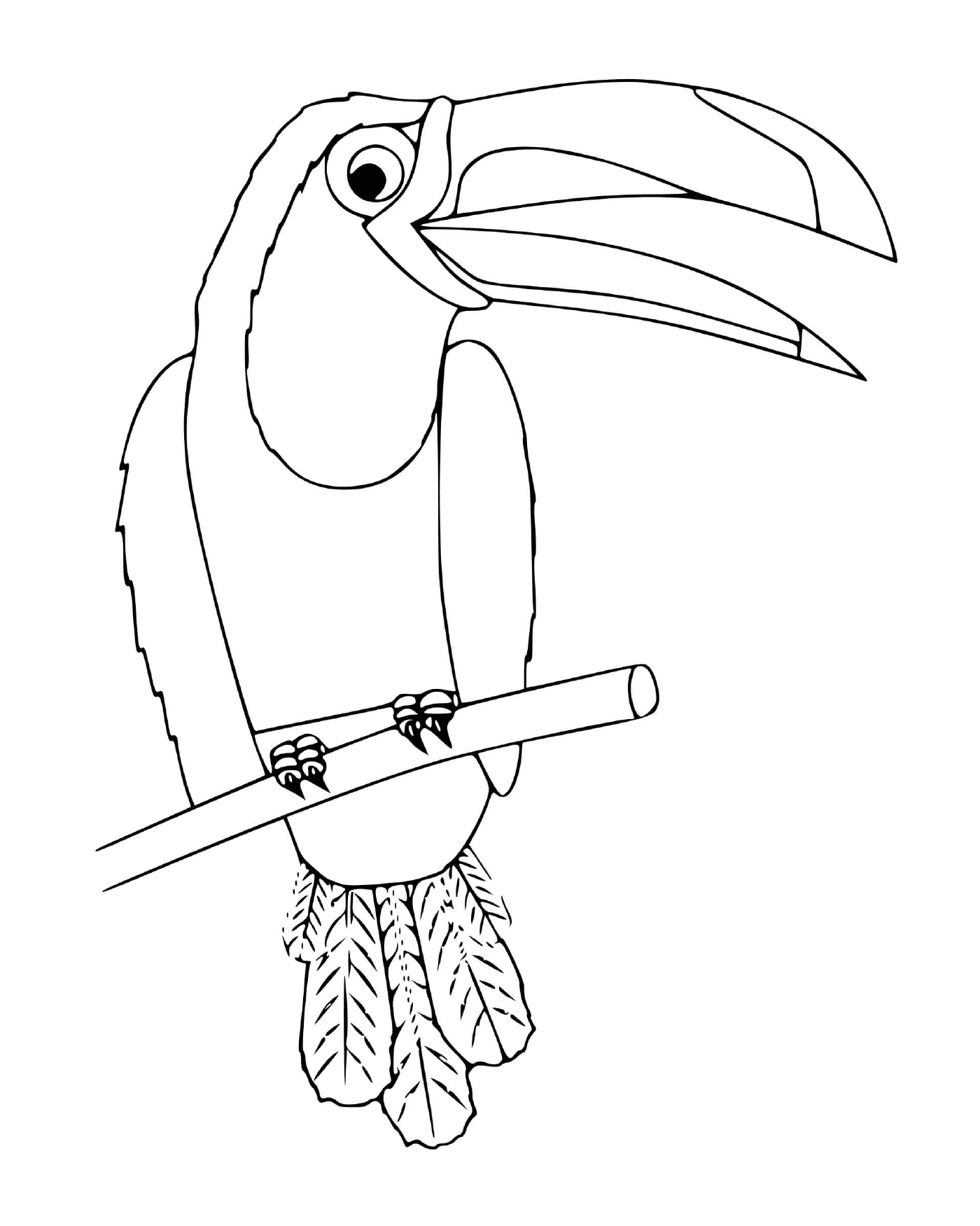  Toucan, uccello messicano 