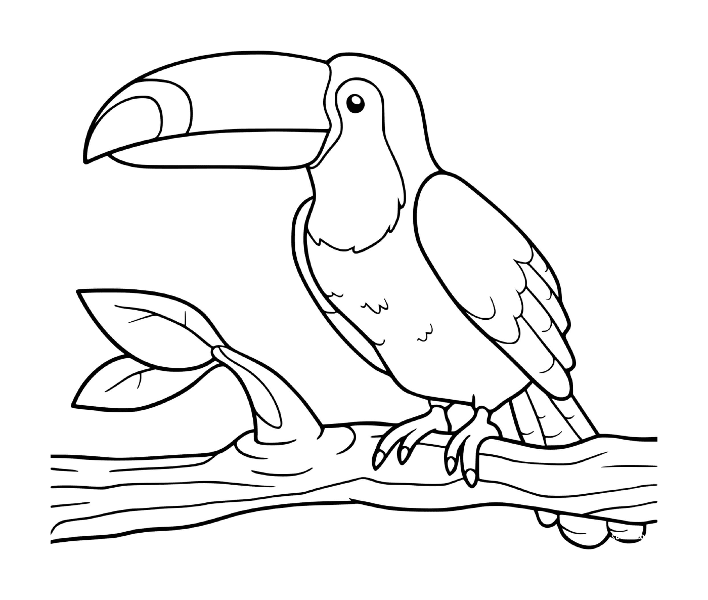  Toucan sudamericano 