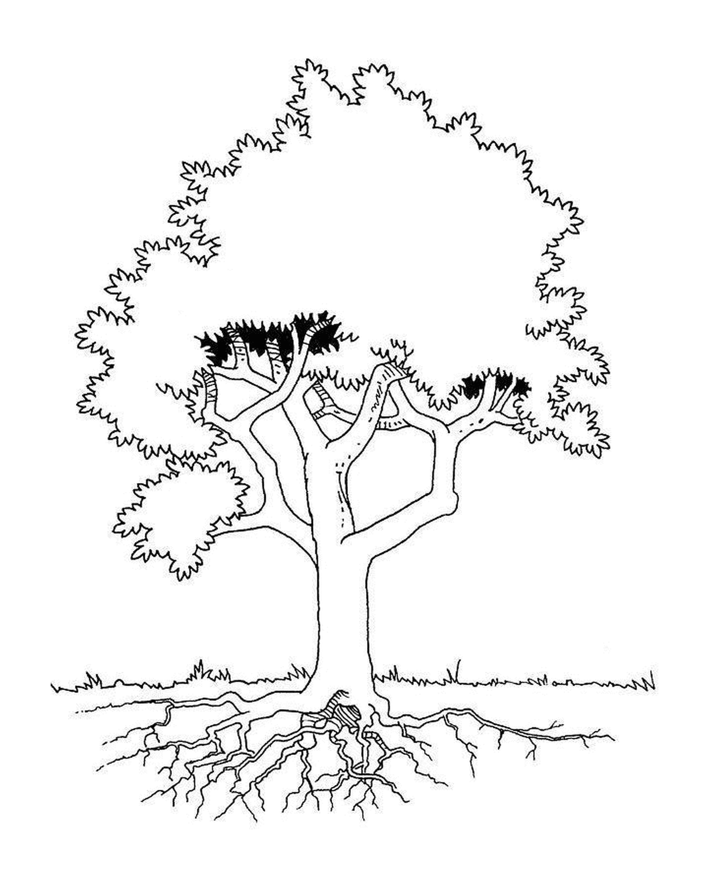 A tree with roots 