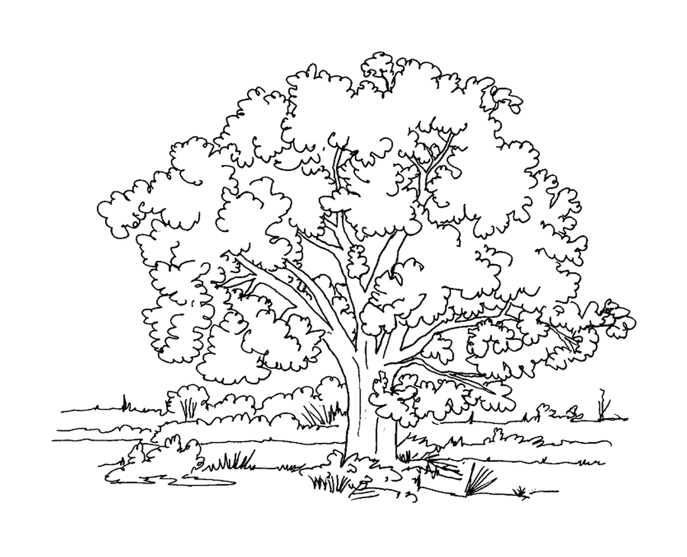  Ein Baum in einer Wiese 