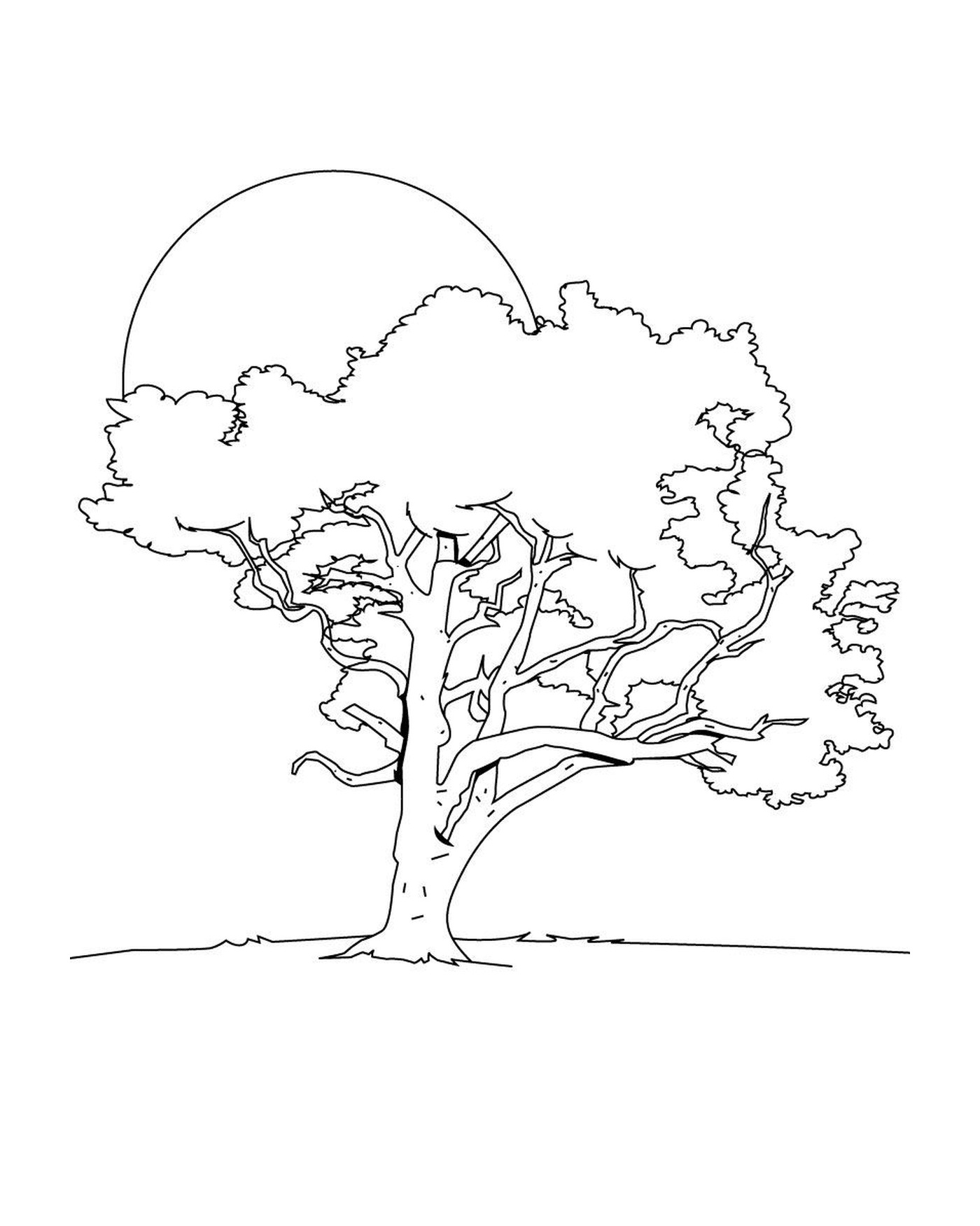  Un árbol 