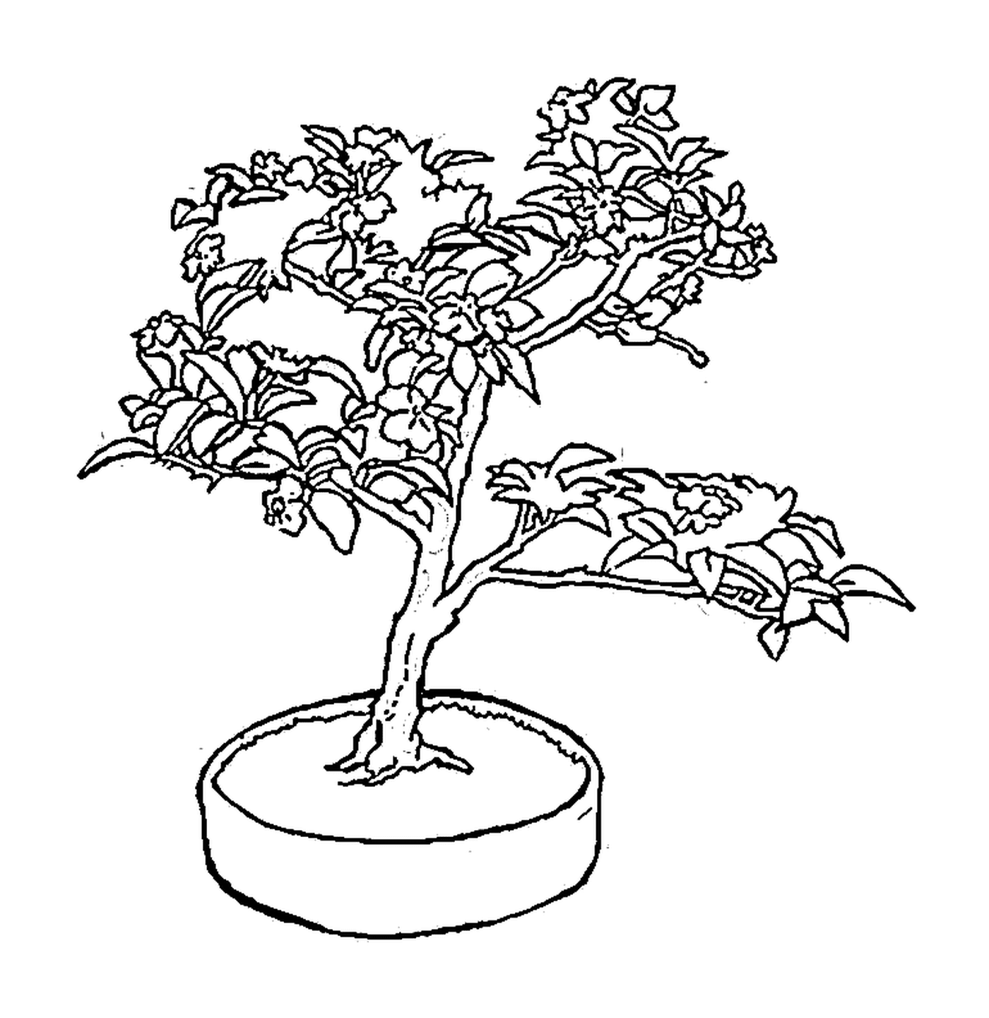  Un bonsái 