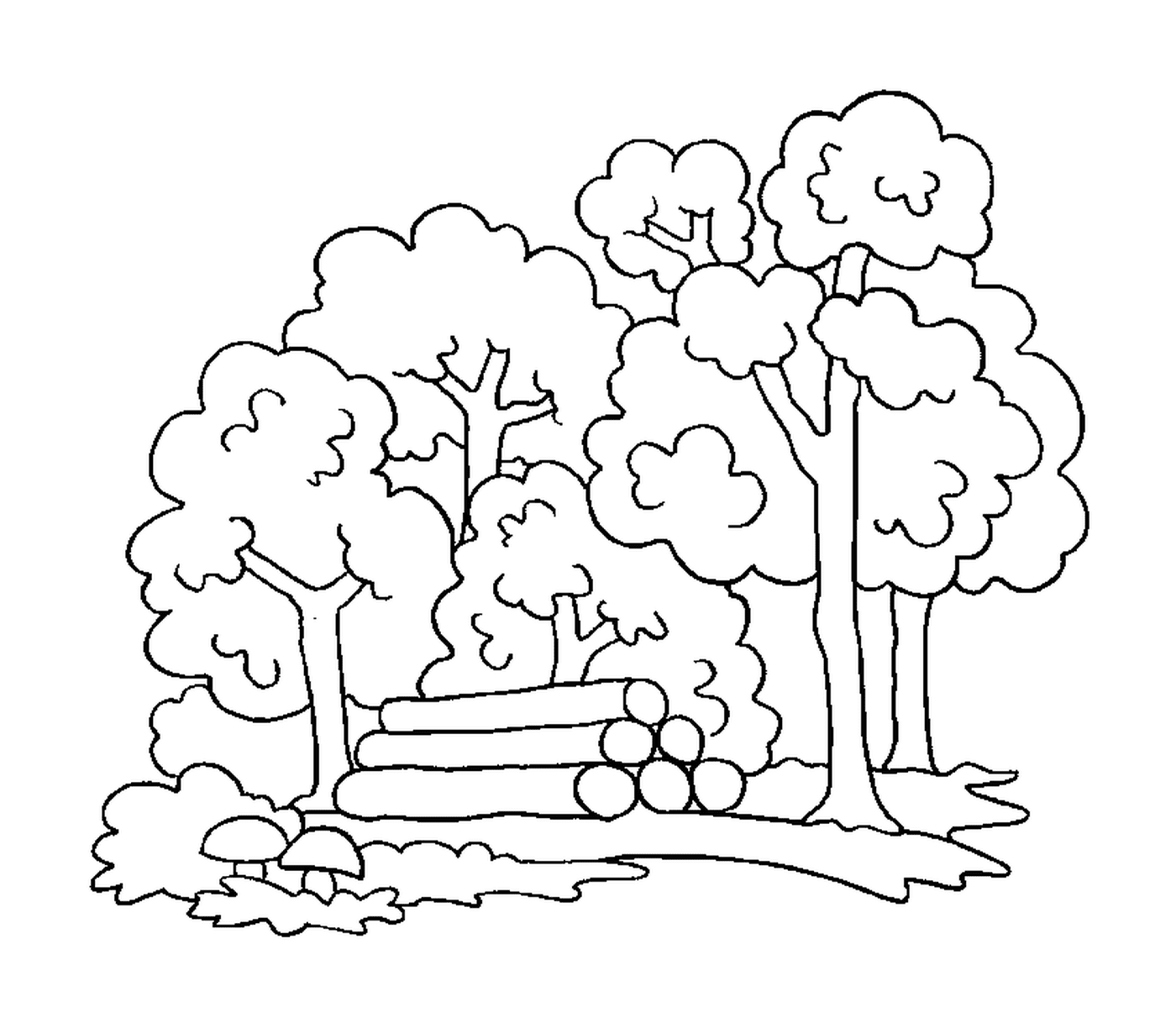  Árboles y troncos 