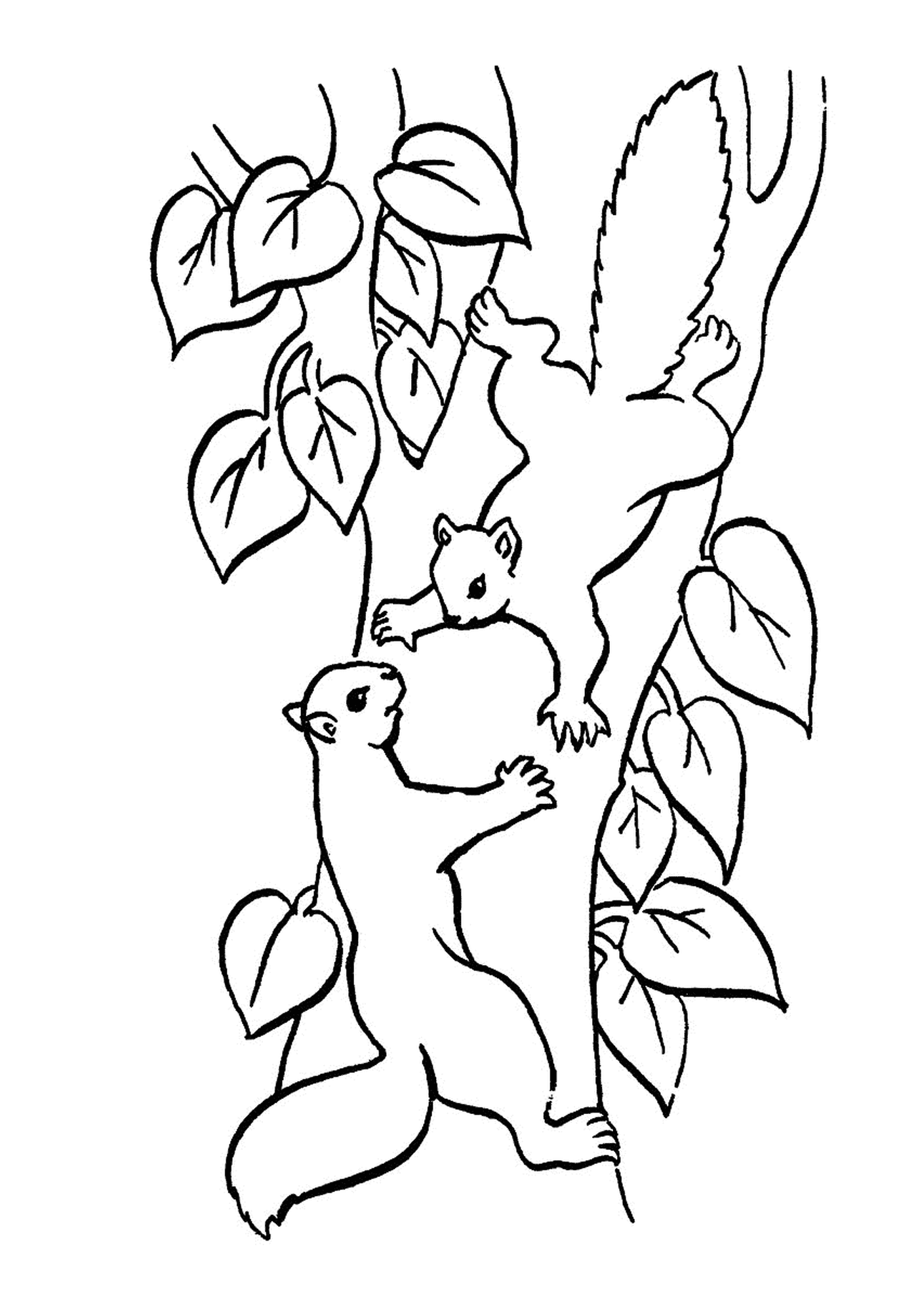  Zwei Eichhörnchen auf einem Baumzweig 