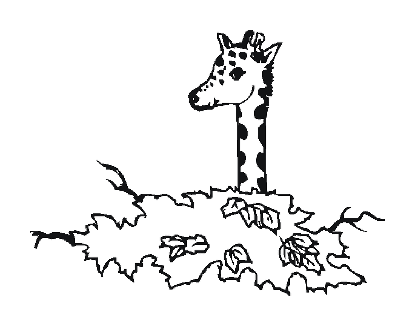  Eine Giraffe hinter den Bäumen 