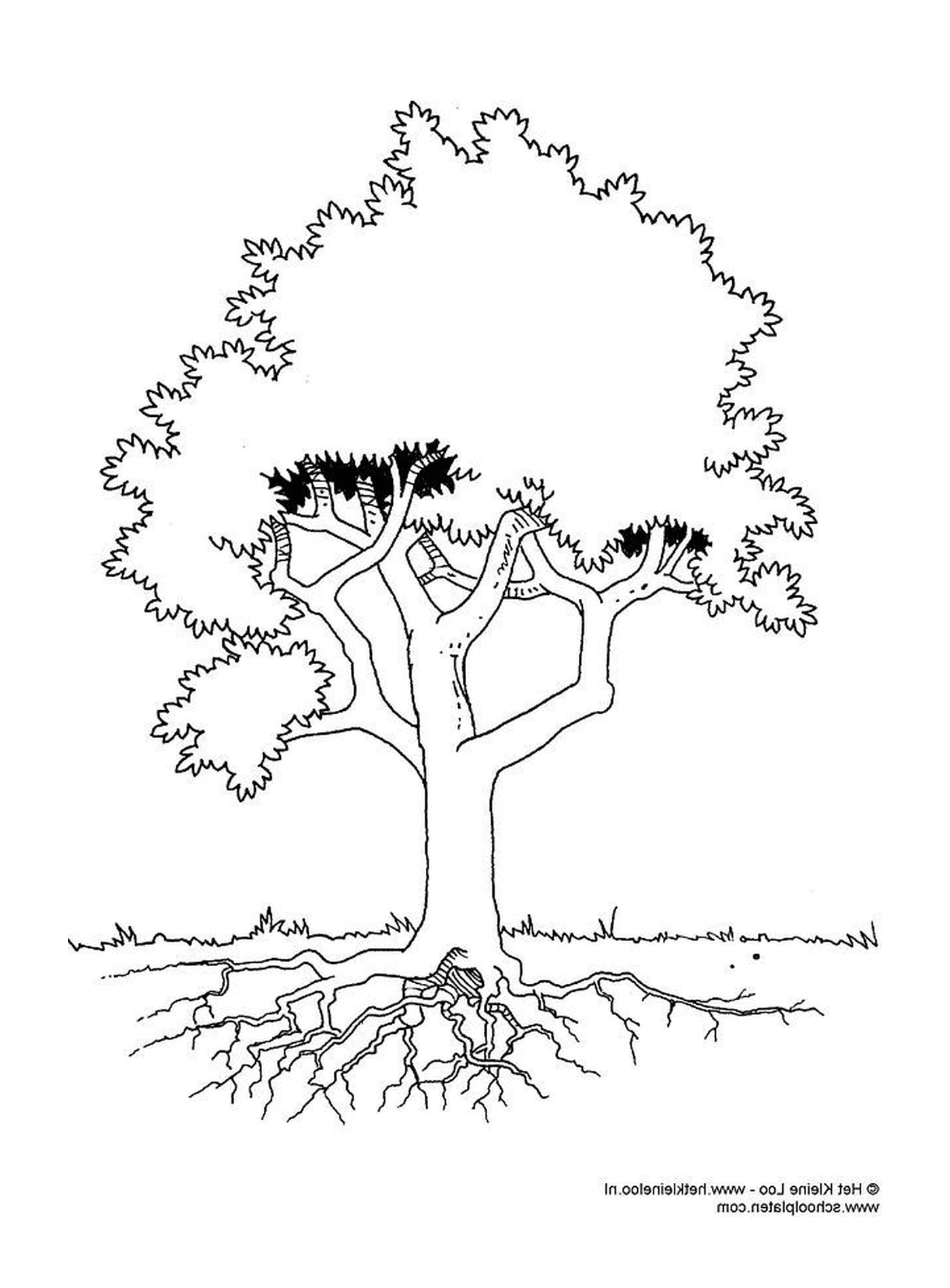 Un albero con le radici 