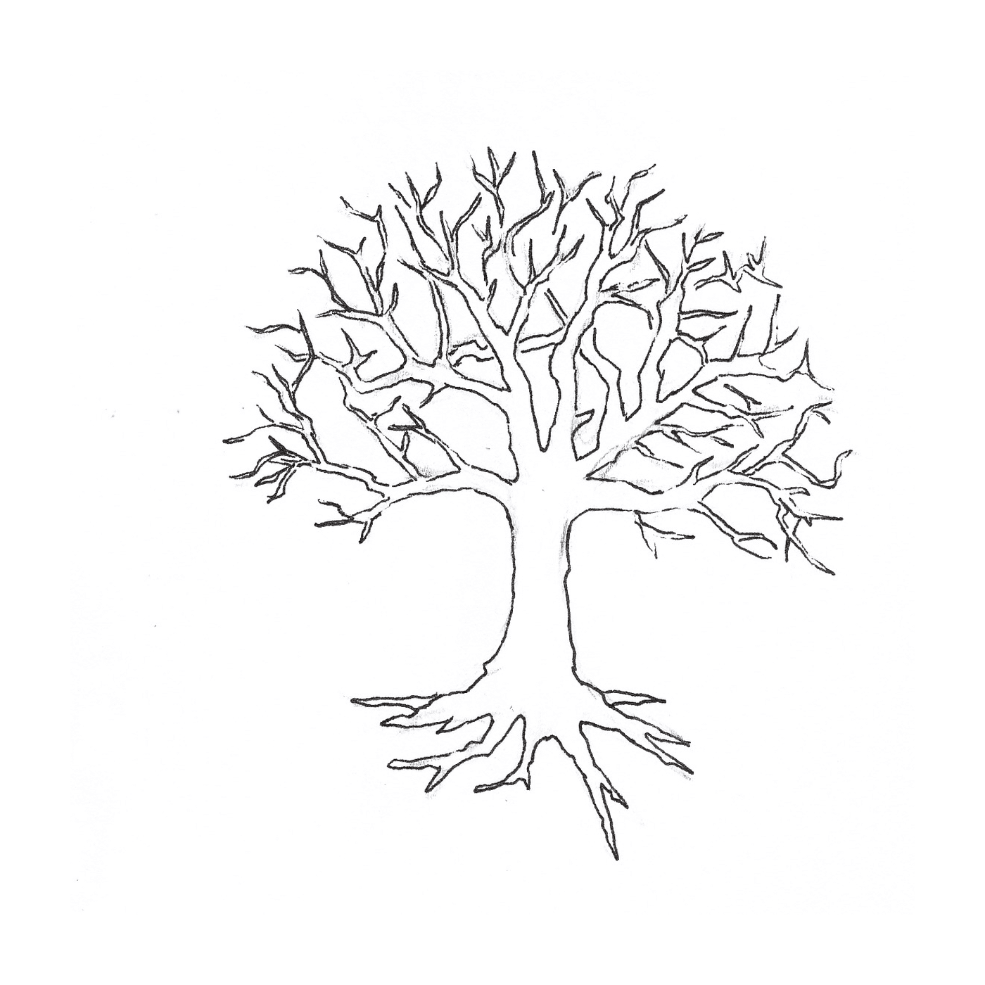  Un árbol desnudo sin hojas 