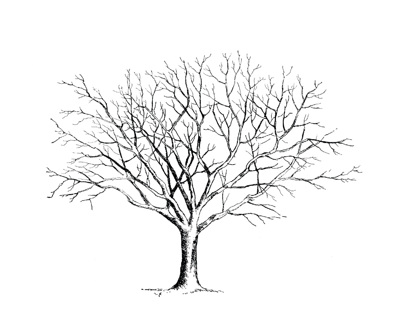  A bare tree without leaves 