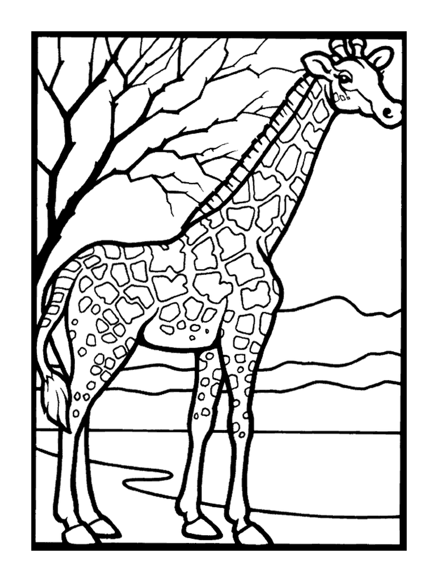  Una giraffa 