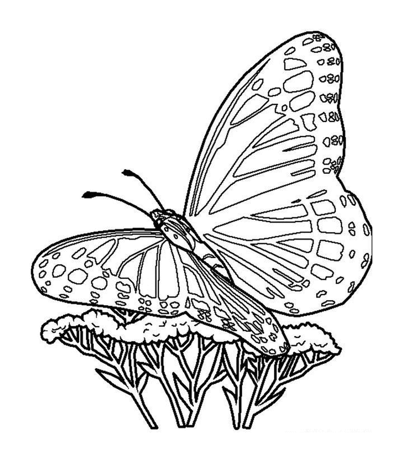  Una mariposa en una flor 
