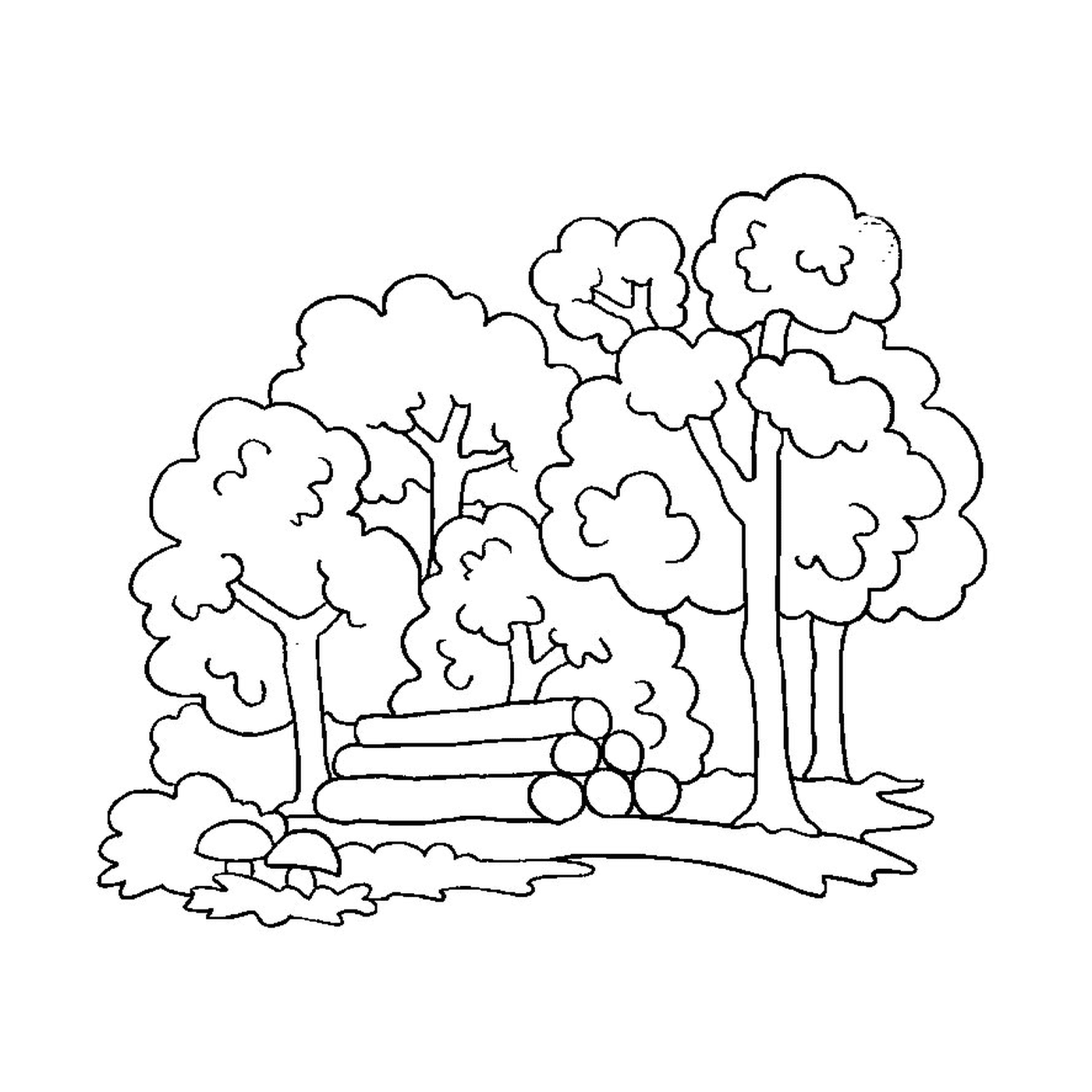  Árboles y troncos 