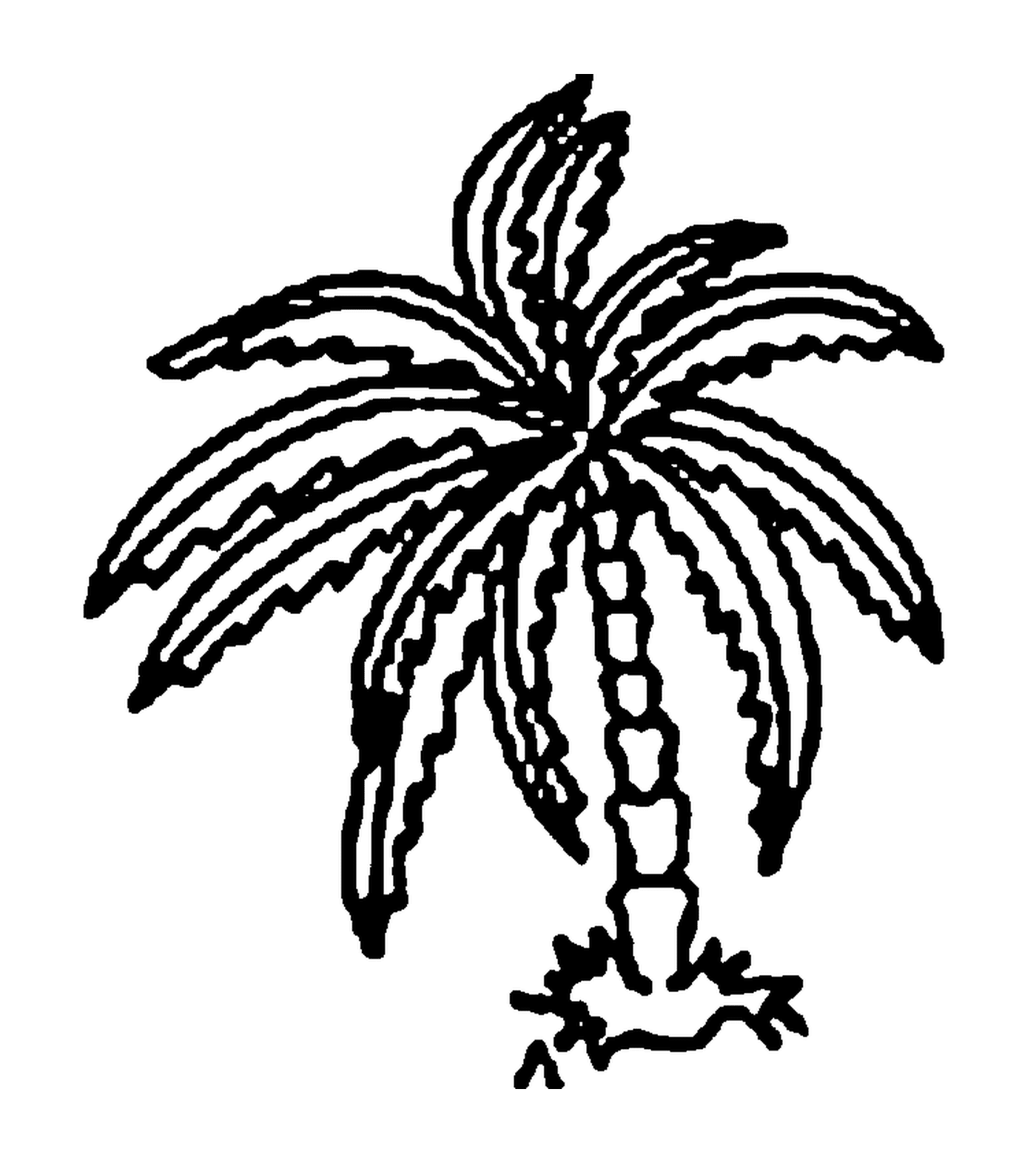  A Palm 