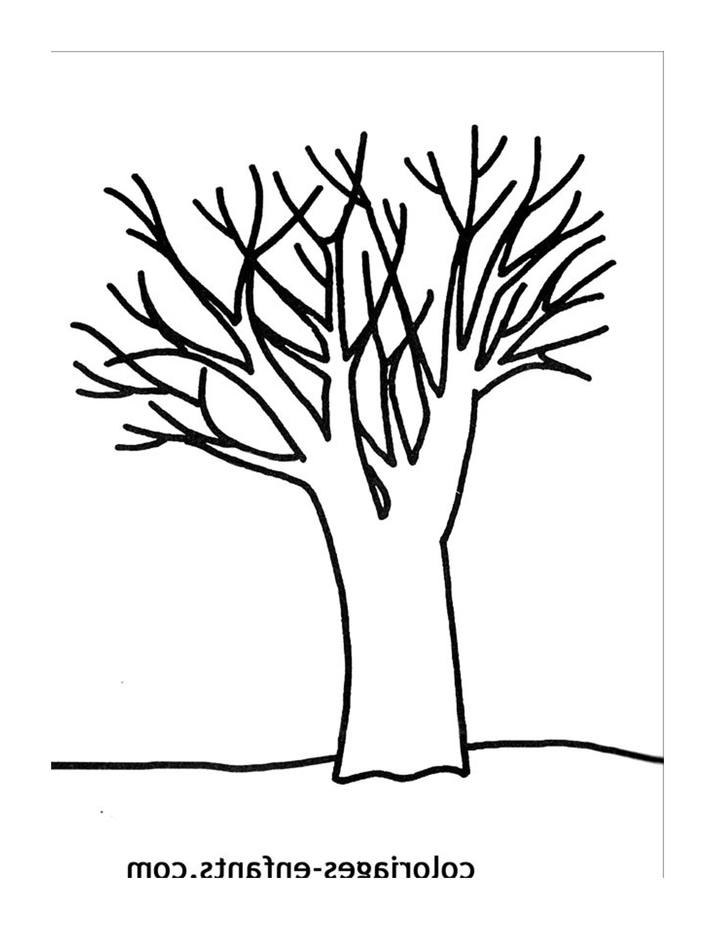  A bare tree 