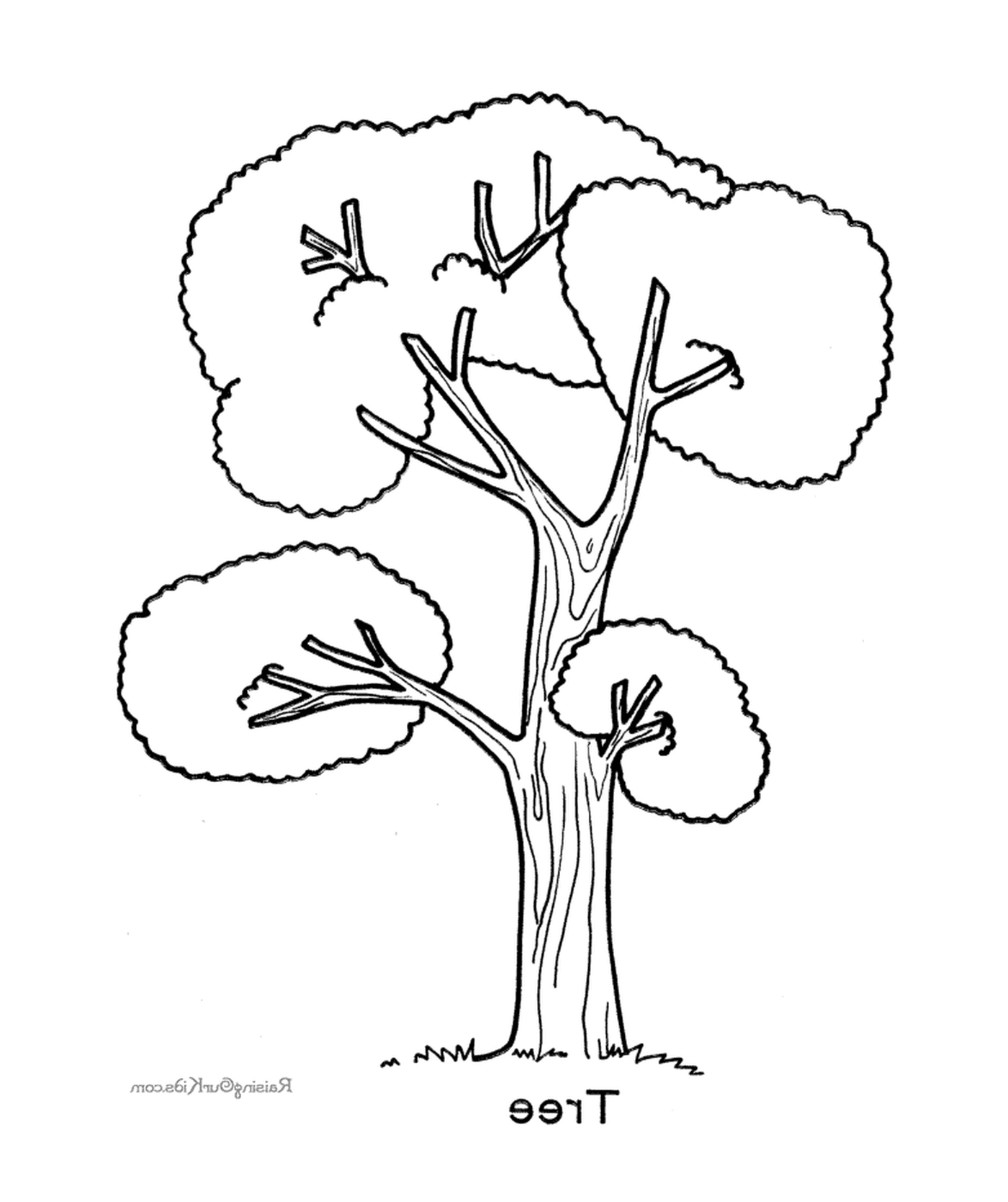 Apfelbaum 