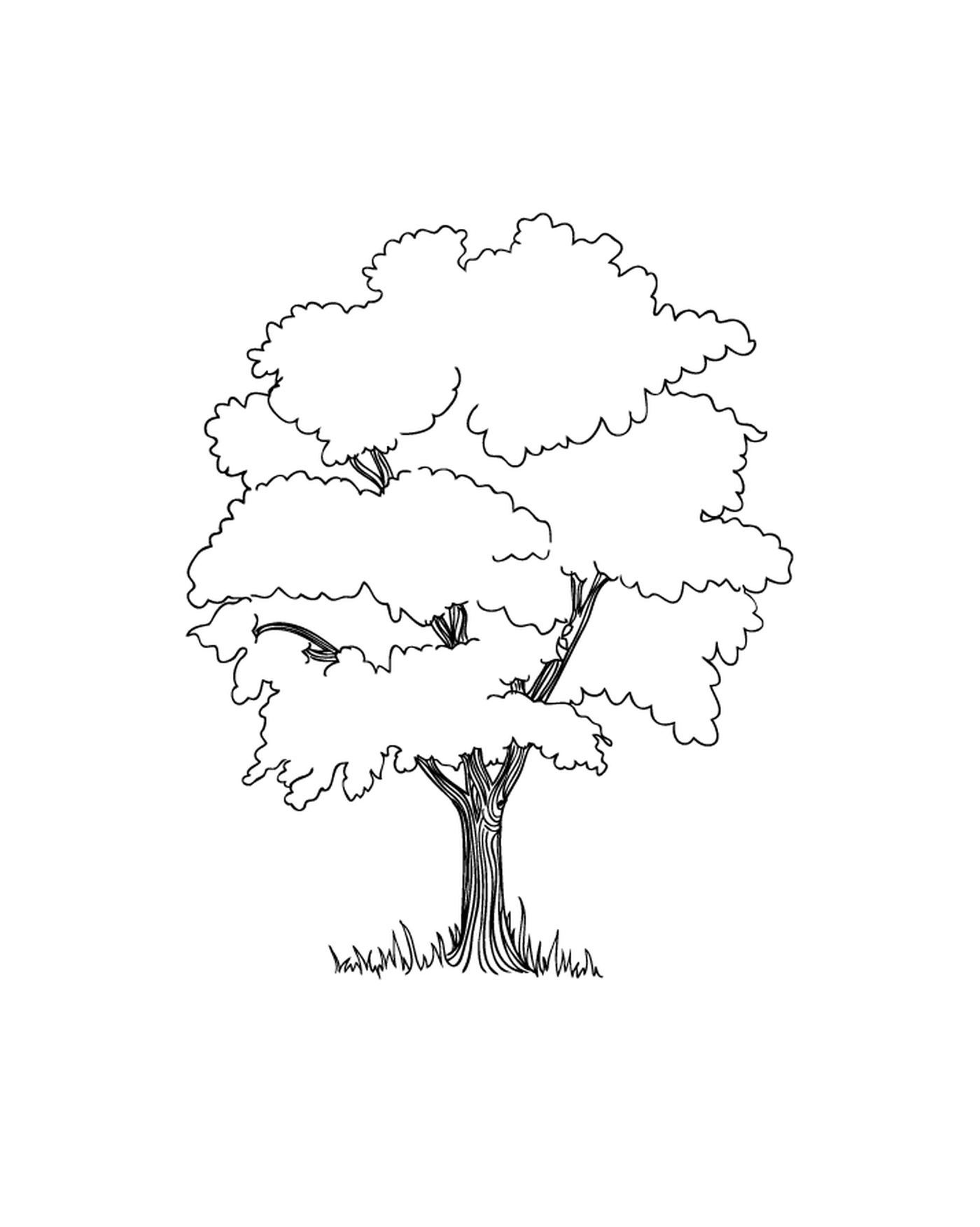  Un albero 