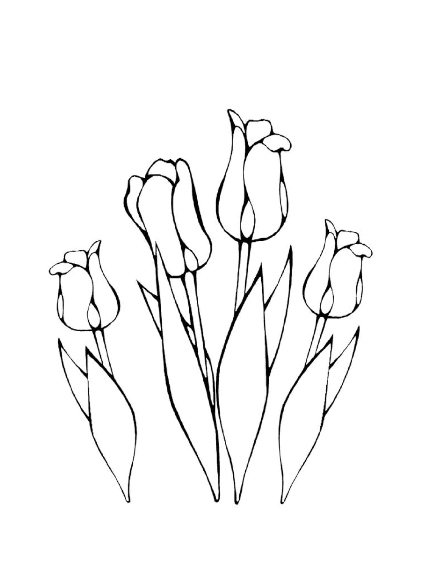  Varias flores tulipanes greigii 