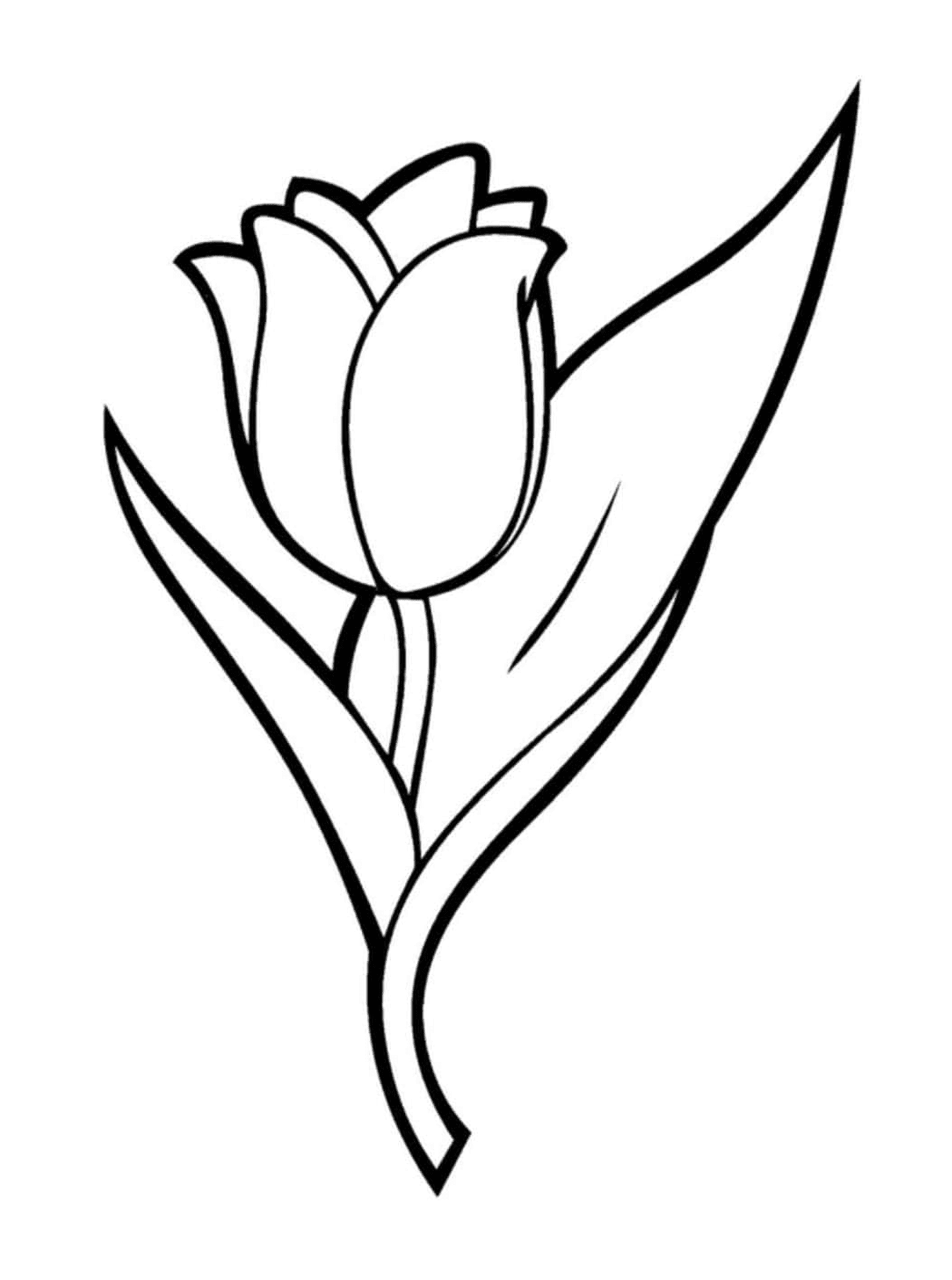  Цветок мягких тюльпанов 