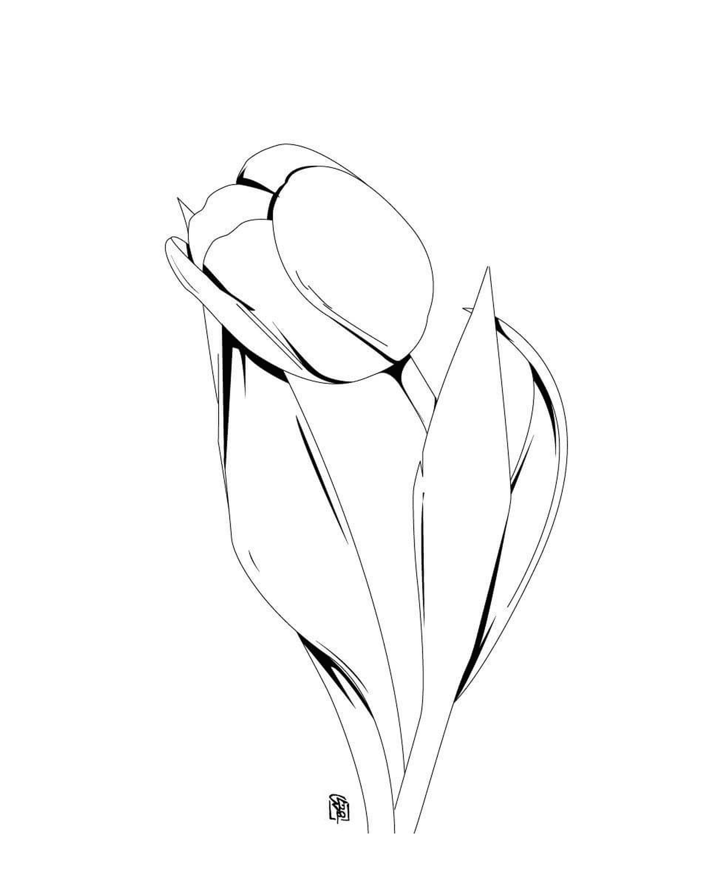  Flor huérfana de tulipán 