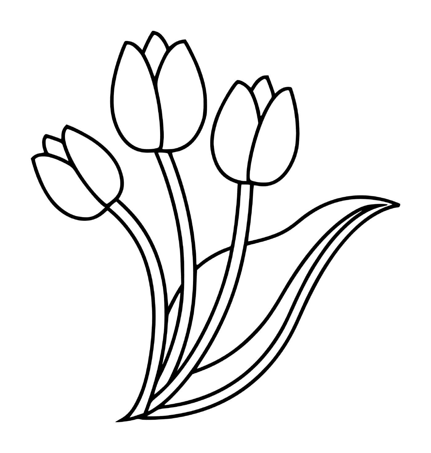 Цветок тюльпана 