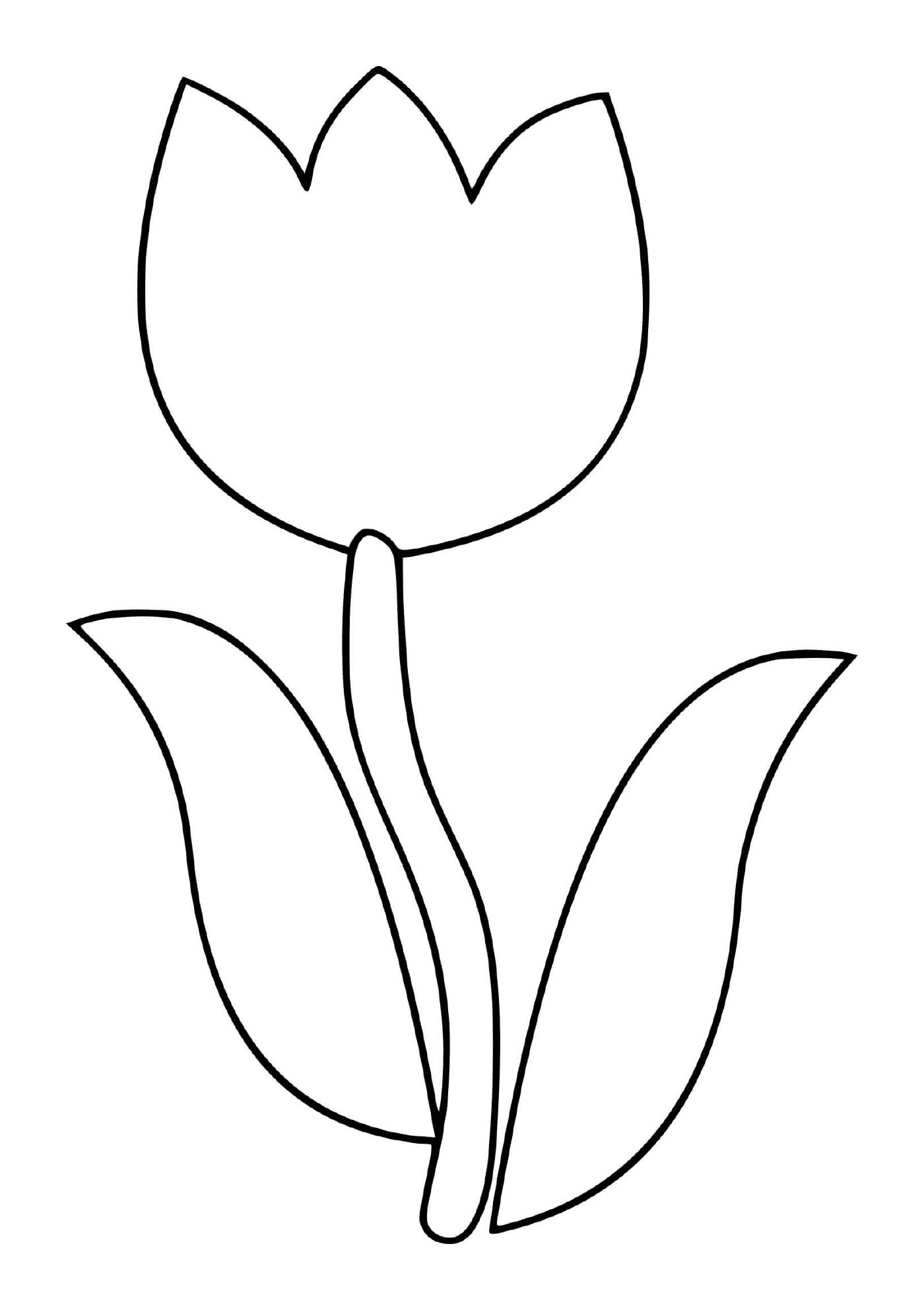  Простой цветок тюльпана 