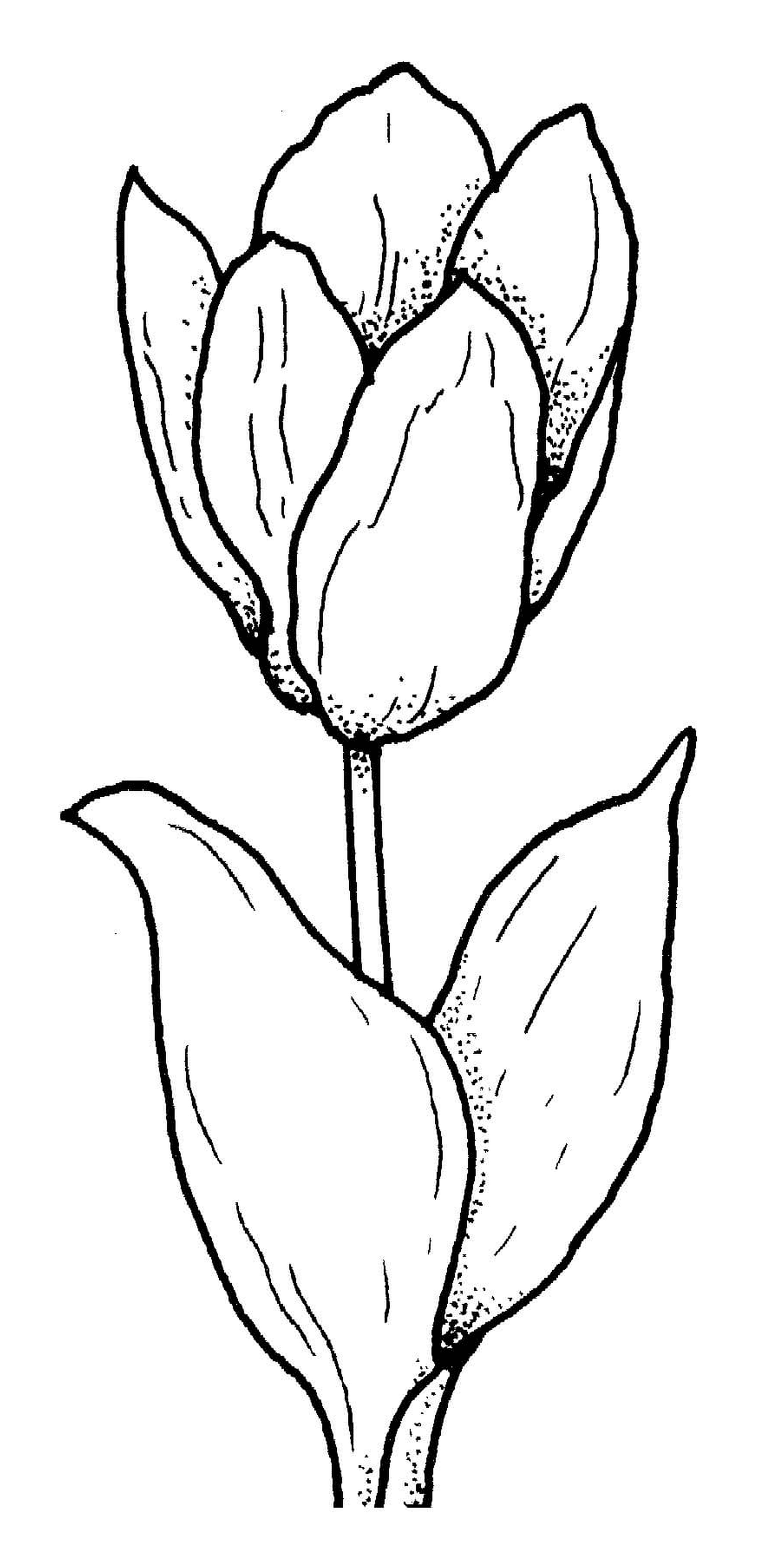  Оригинальный цветок тюльпана 