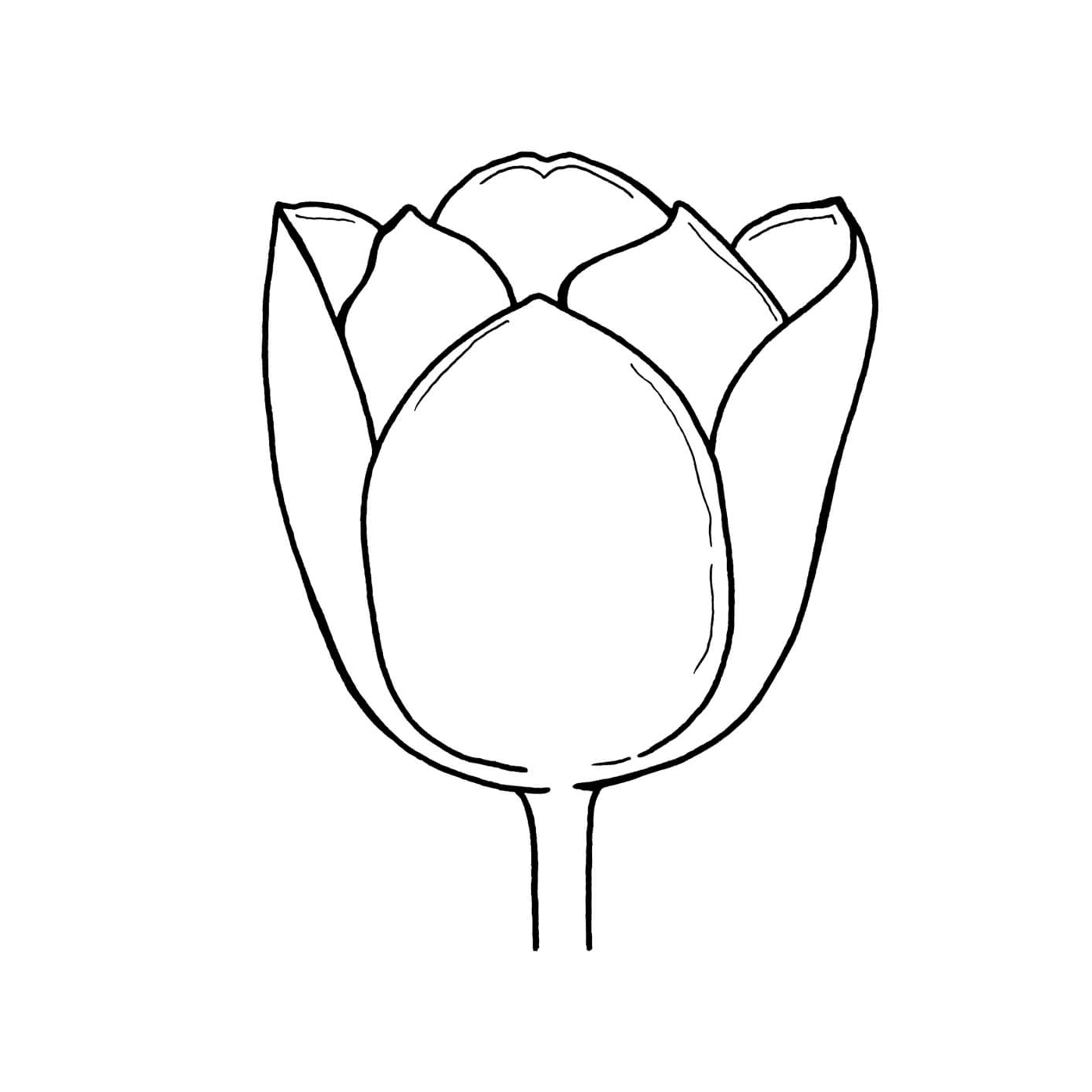  Natura con tulipano pappagallo 