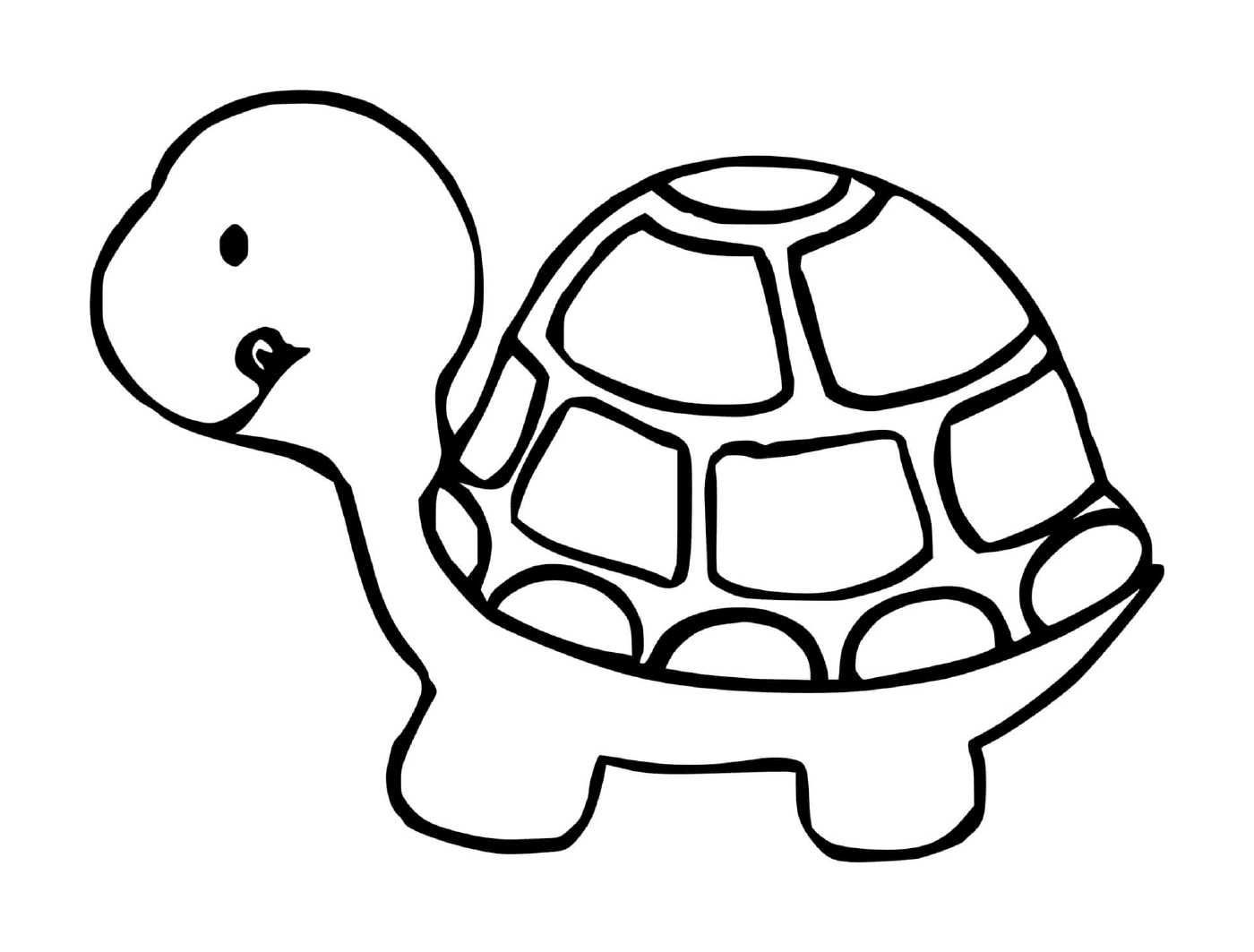  Profilschildkröte 