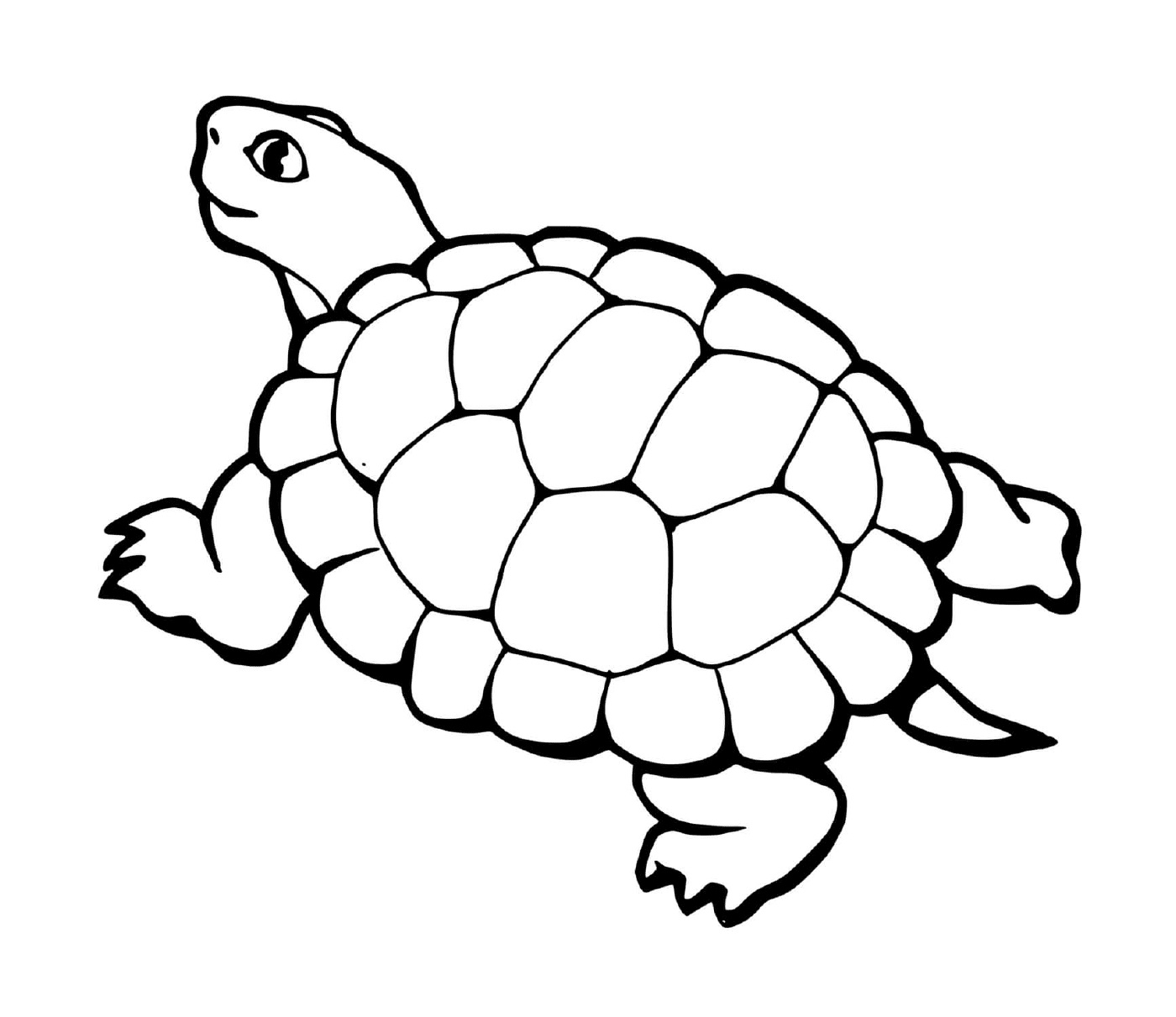  Schildkröte mit Schwanz 
