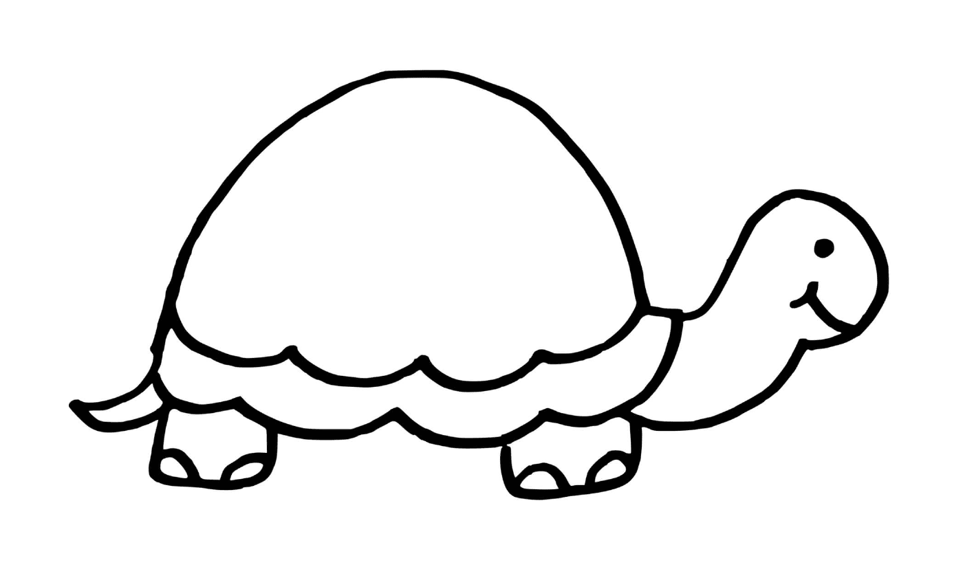  Turtle with flat shell 