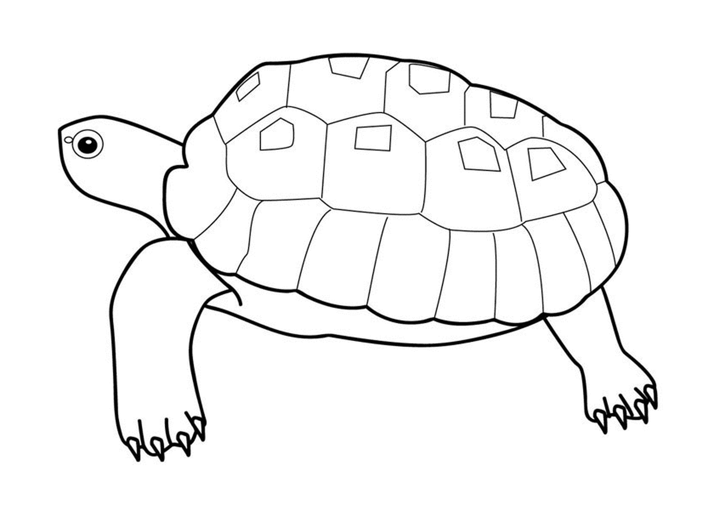  Turtle cheloniidae 