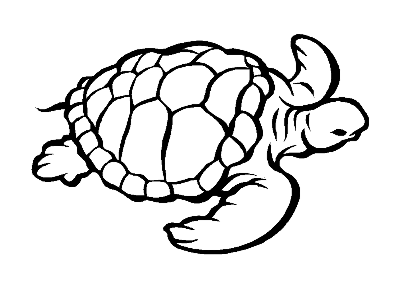  Морская черепаха 
