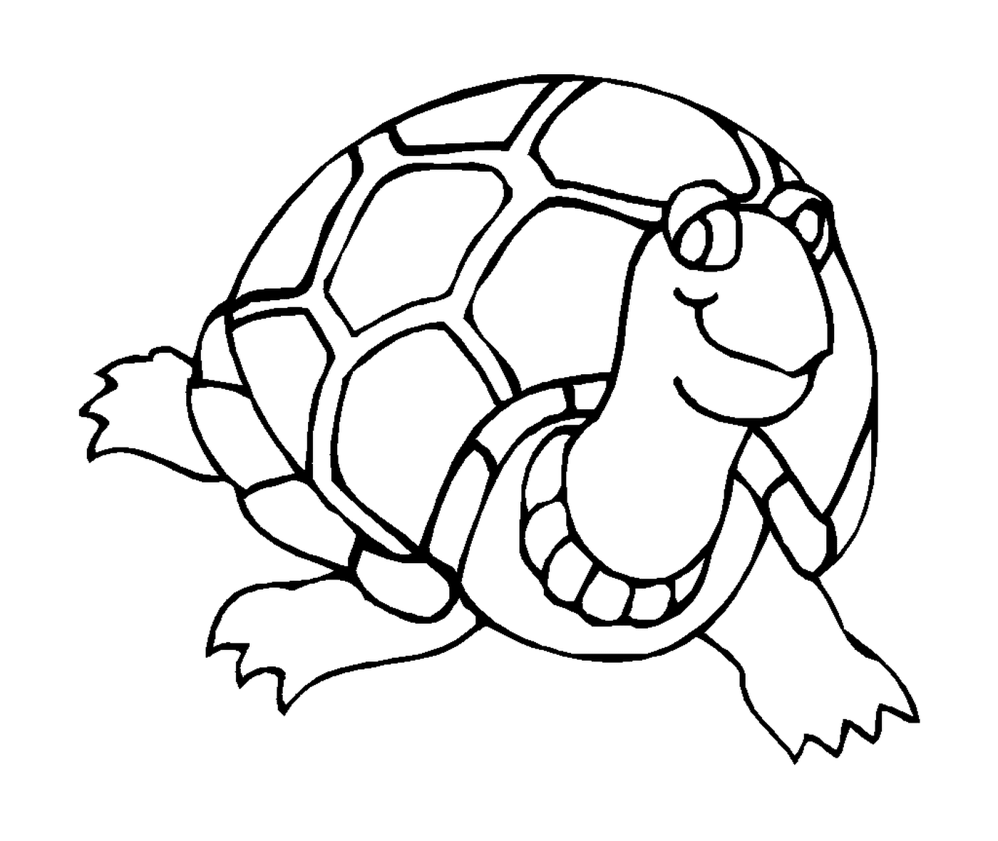  Tortoise from the front 