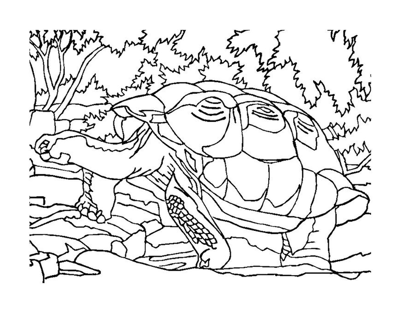  Черепаха в лесу 