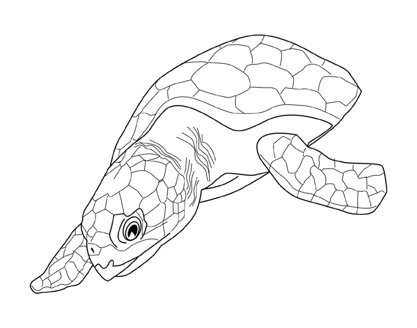  Kidney turtle 