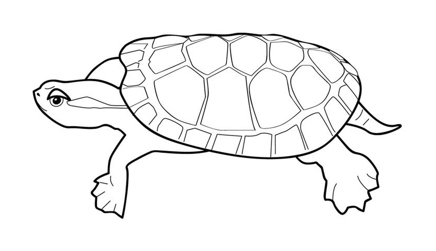  Turtle with flat shell 
